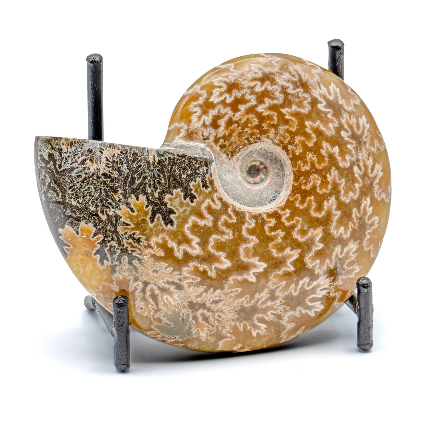 Polished Handheld Ammonite - Cleoniceras - Image 8