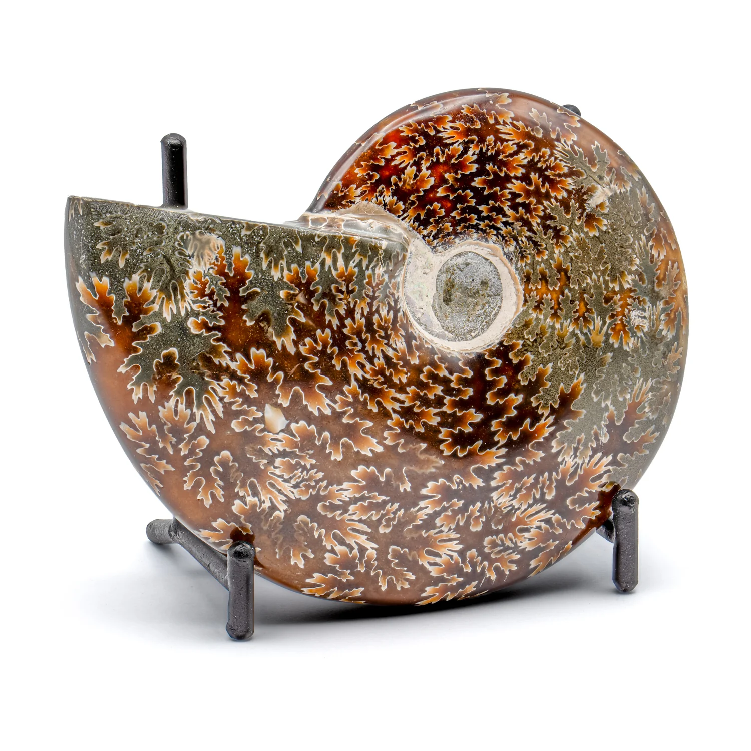 Polished Handheld Ammonite - Cleoniceras - Image 9