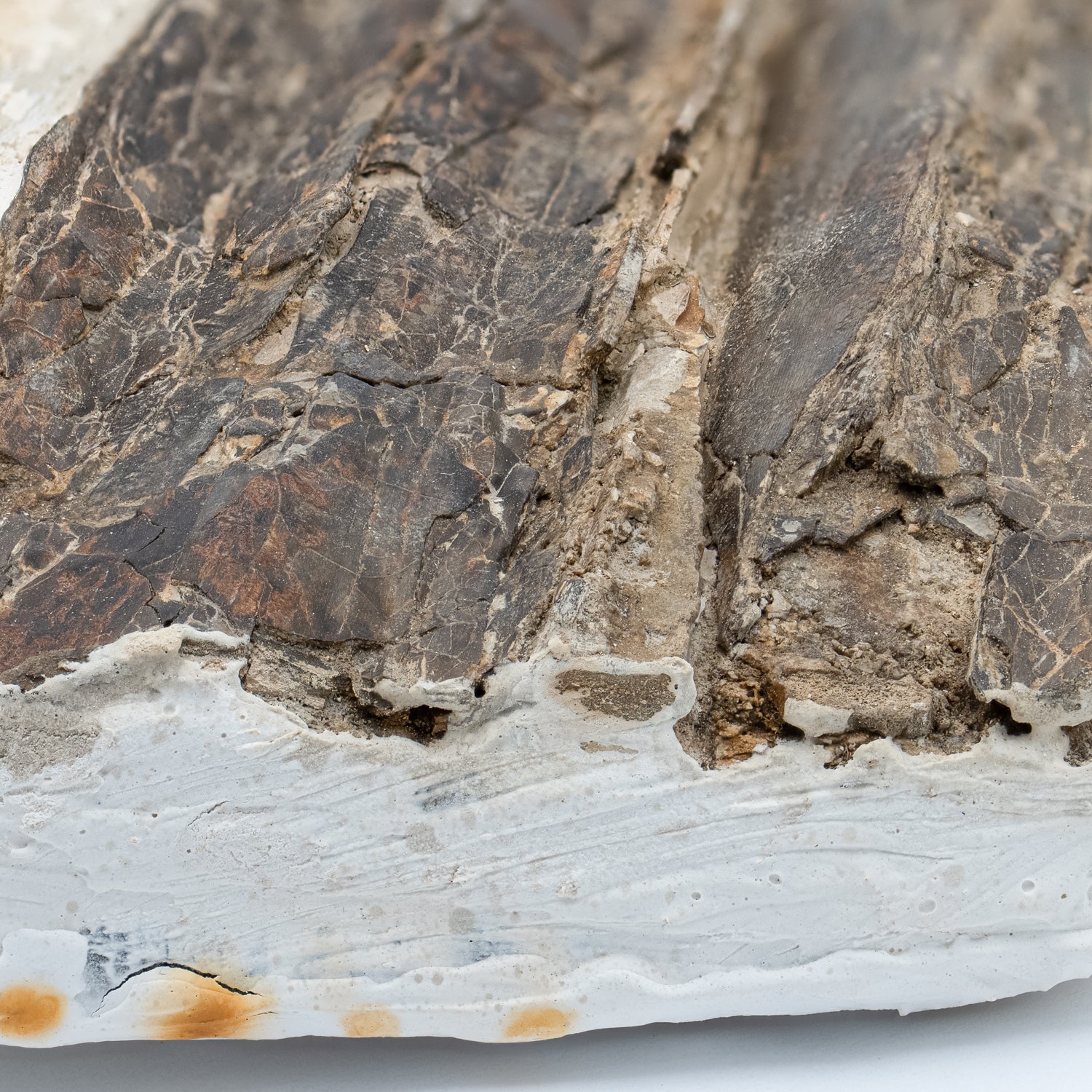 Pterosaur Bone - SOLD 8.740" Fragment - Image 3