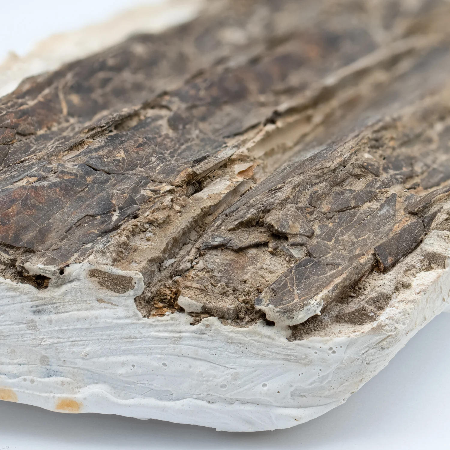 Pterosaur Bone - SOLD 8.740" Fragment - Image 6