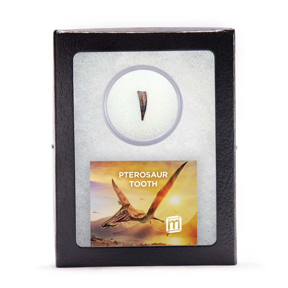 Pterosaur Tooth - Classic Riker Box Specimens - Image 6