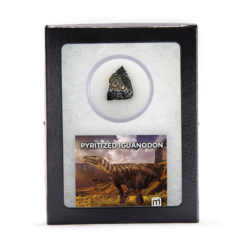 Pyritized Iguanodon - Image 2