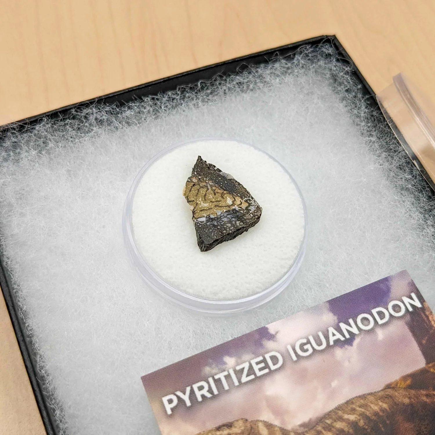 Pyritized Iguanodon - Image 3