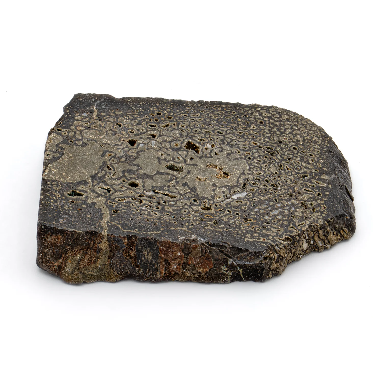 Pyritized Iguanodon Bone 1.169" Cross-Section - Image 2