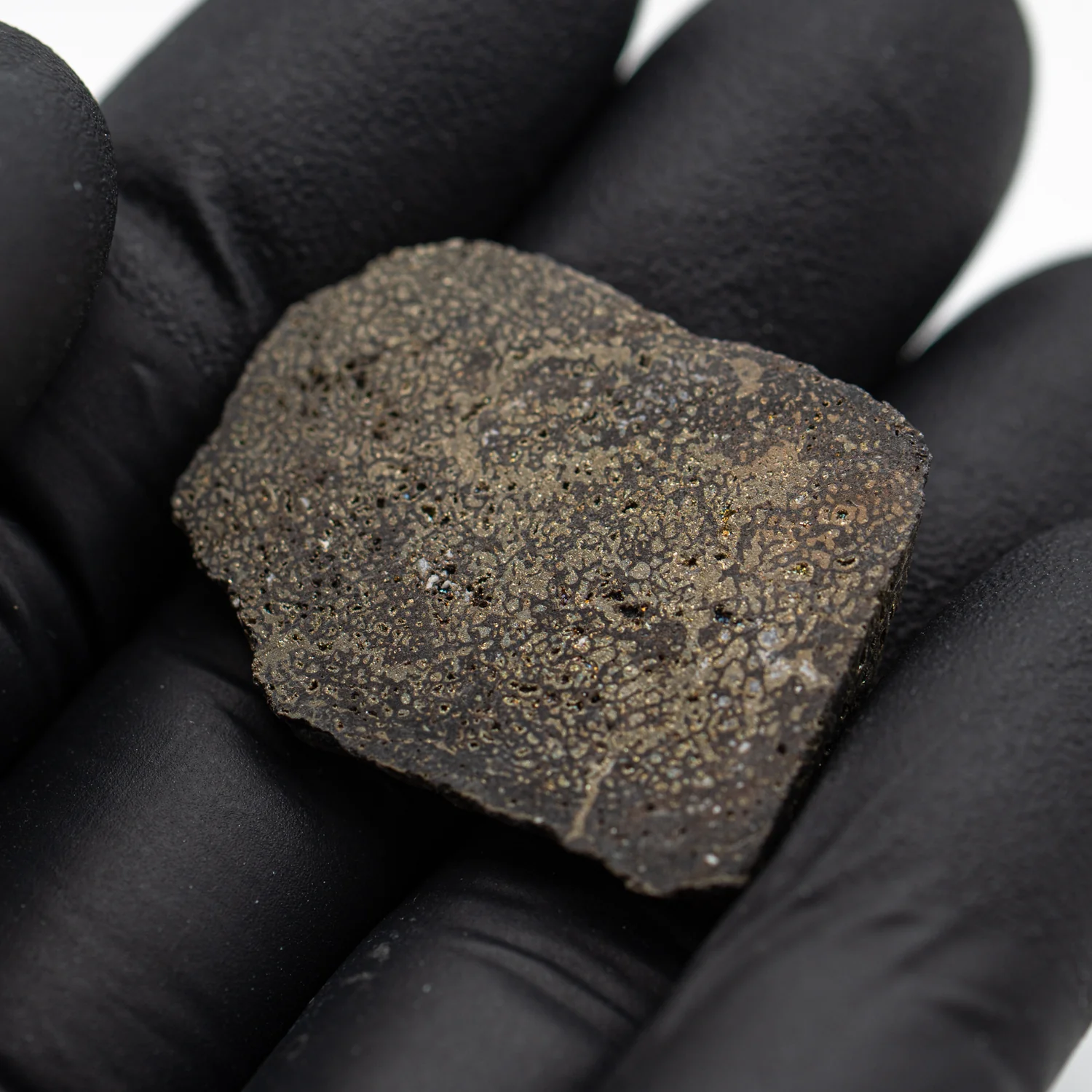 Pyritized Iguanodon Bone 1.169" Cross-Section - Image 3