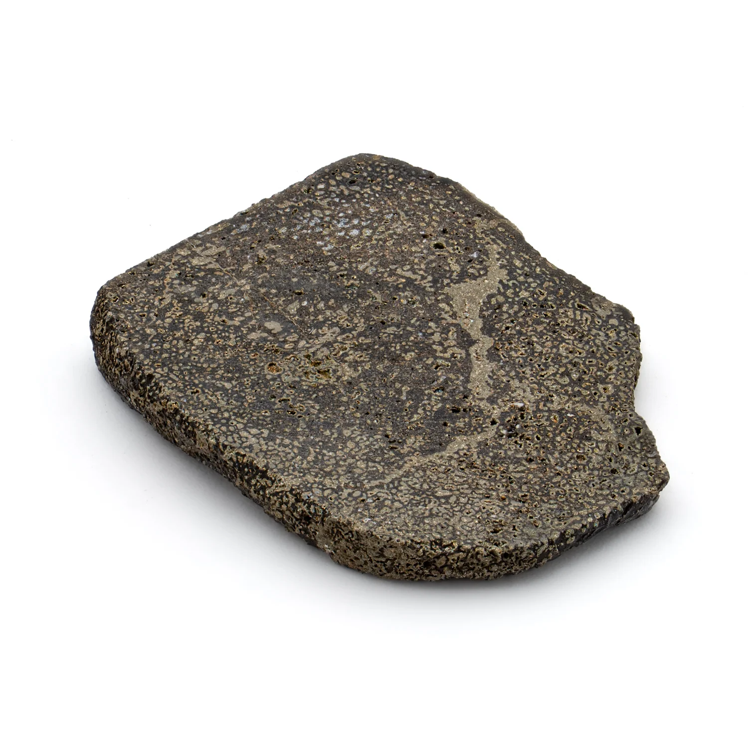 Pyritized Iguanodon Bone 1.221" Cross-Section - Image 2