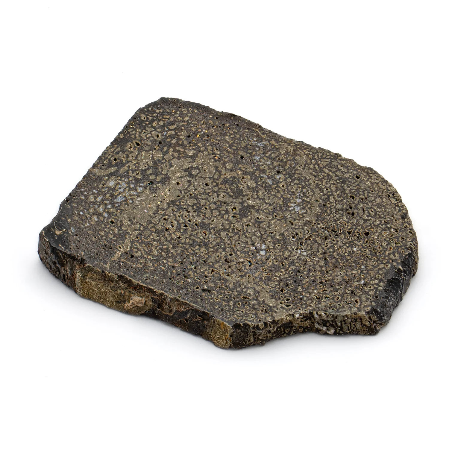 Pyritized Iguanodon Bone 1.221" Cross-Section - Image 3