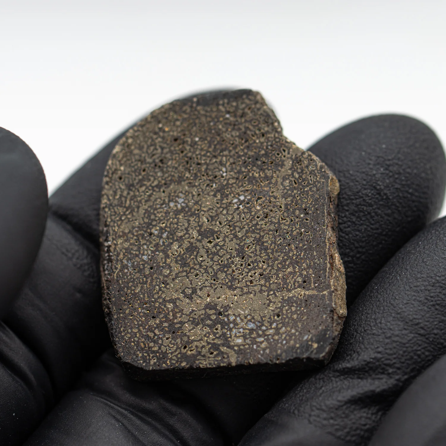 Pyritized Iguanodon Bone 1.221" Cross-Section - Image 4
