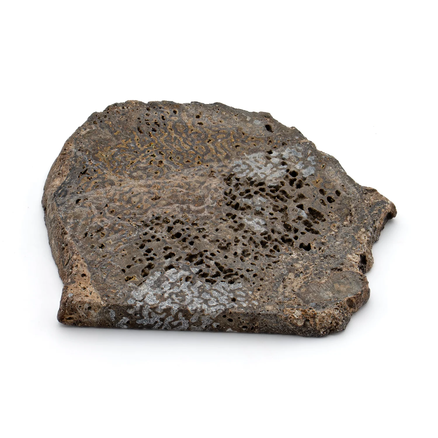 Pyritized Iguanodon Bone SOLD 1.525" Cross-Section