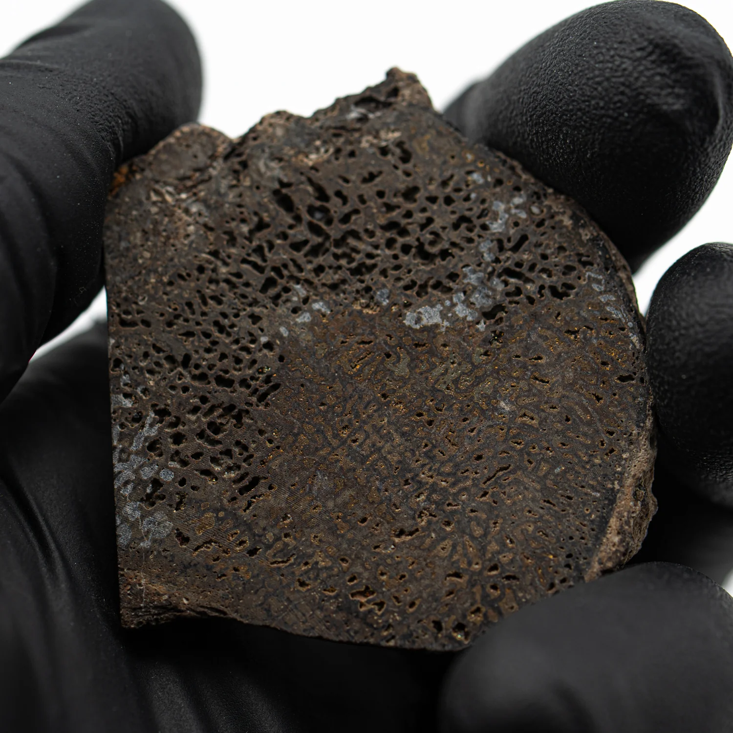 Pyritized Iguanodon Bone SOLD 1.525" Cross-Section - Image 2