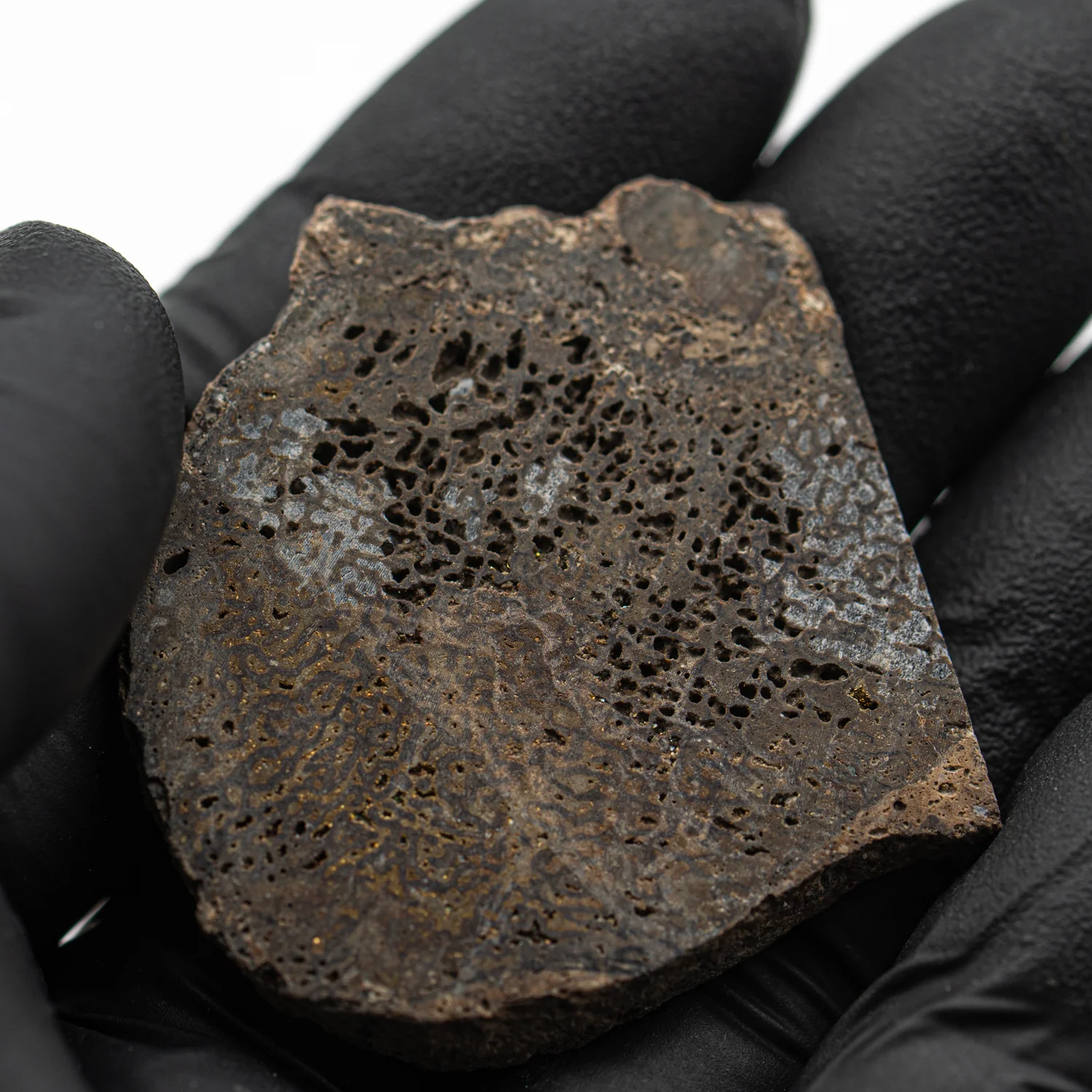 Pyritized Iguanodon Bone SOLD 1.525" Cross-Section - Image 3