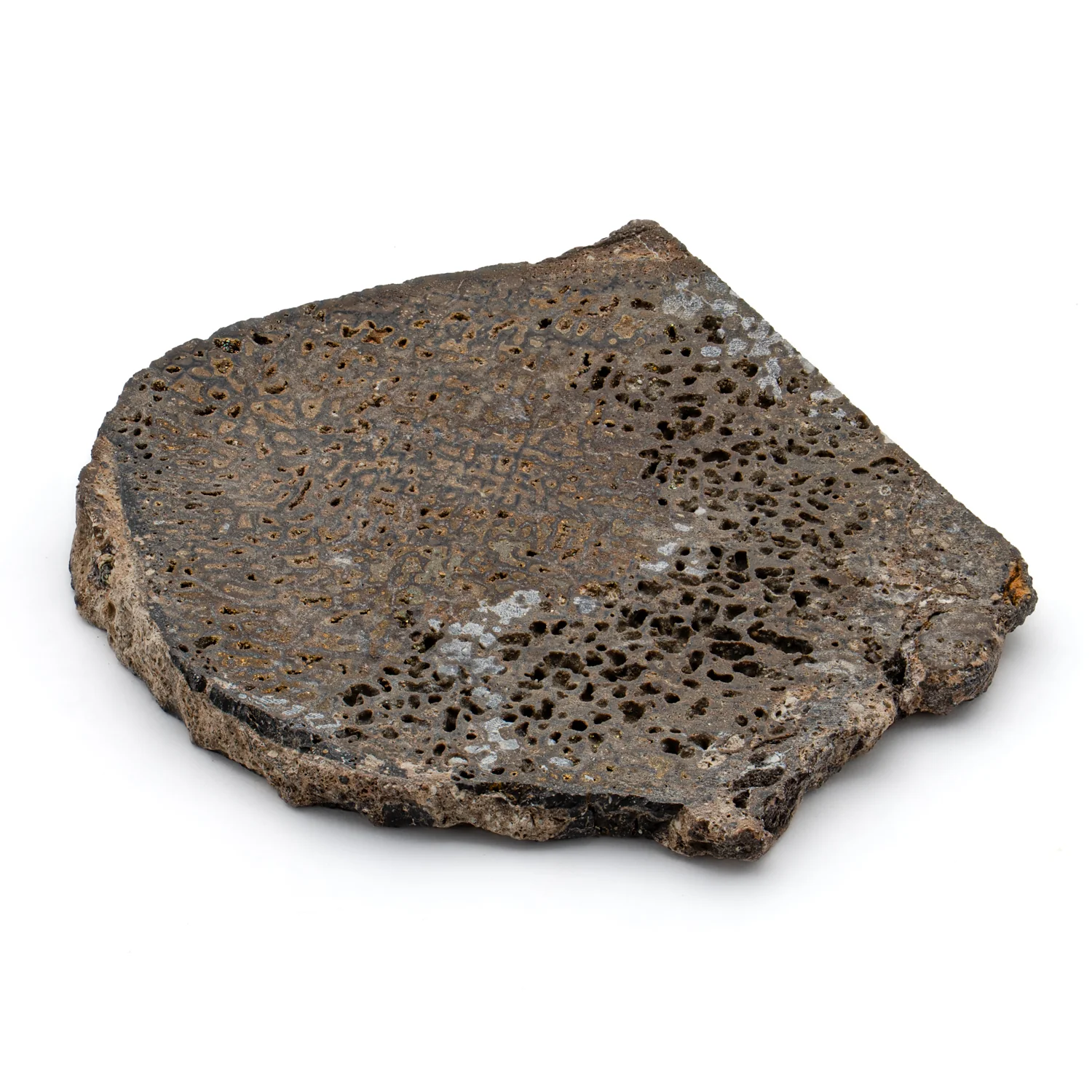Pyritized Iguanodon Bone SOLD 1.525" Cross-Section - Image 4