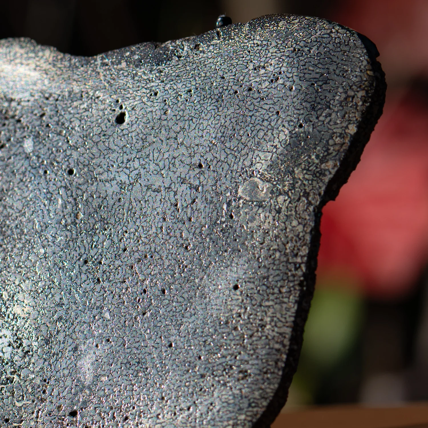 Pyritized Iguanodon Bone SOLD 5.81" Cross-Section Slab - Image 3