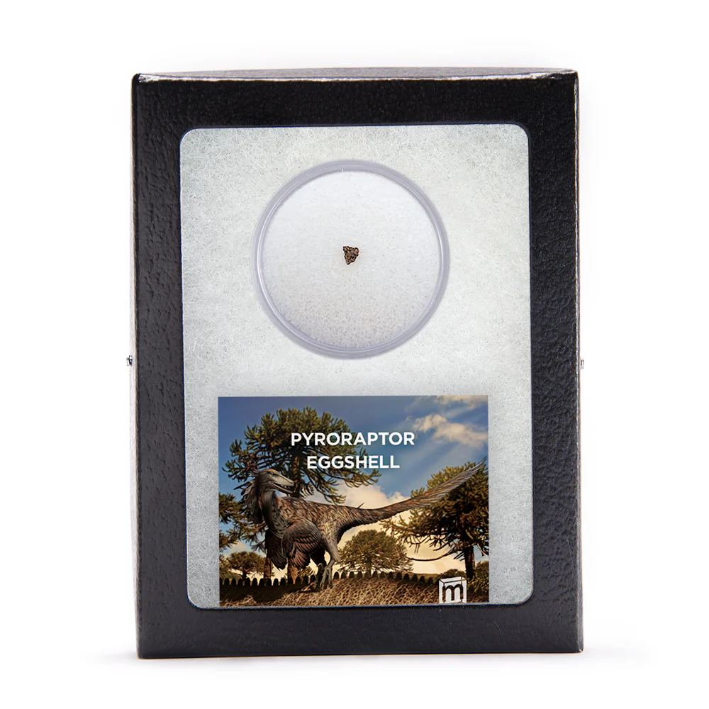 Pyroraptor Eggshell - Image 3