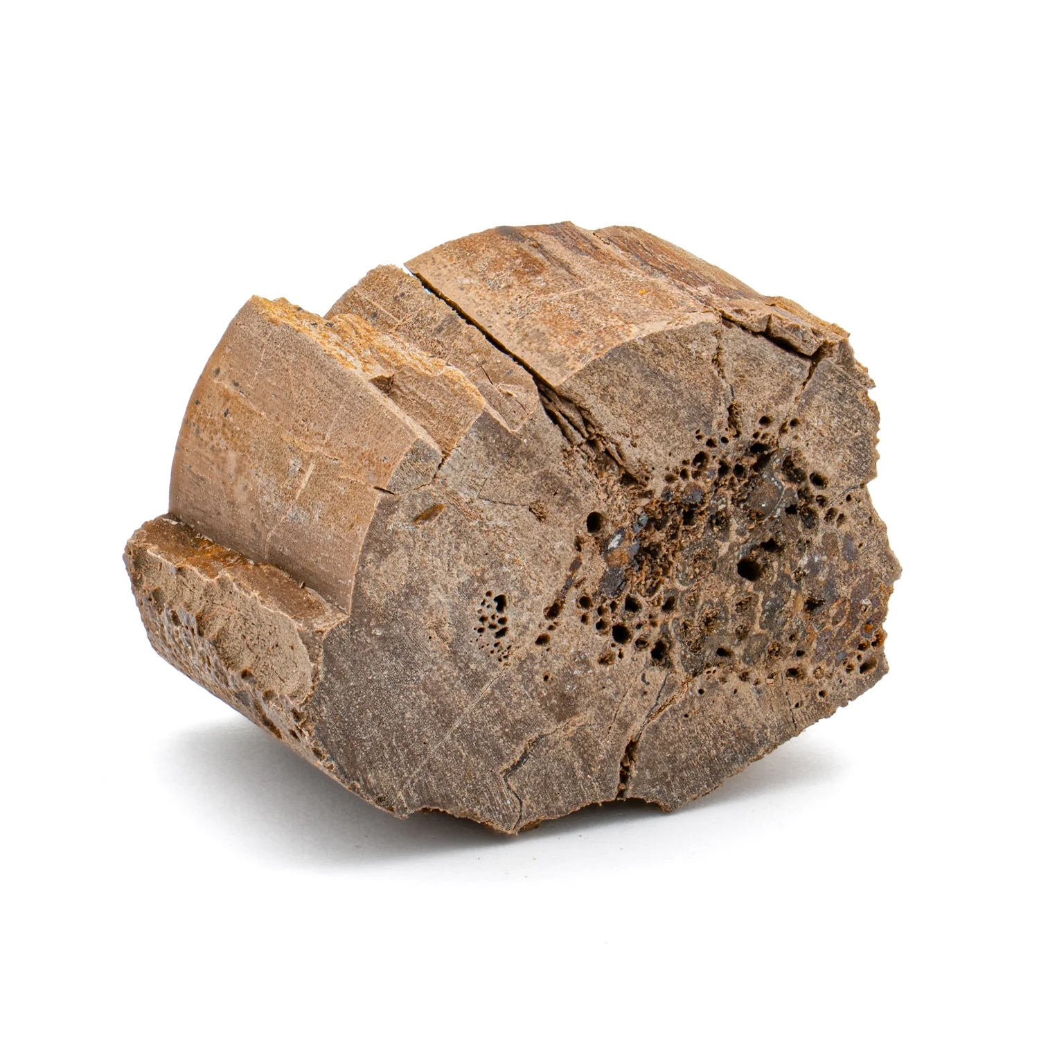 Raptor Bone - 1.125" Fossil Fragment - Image 2