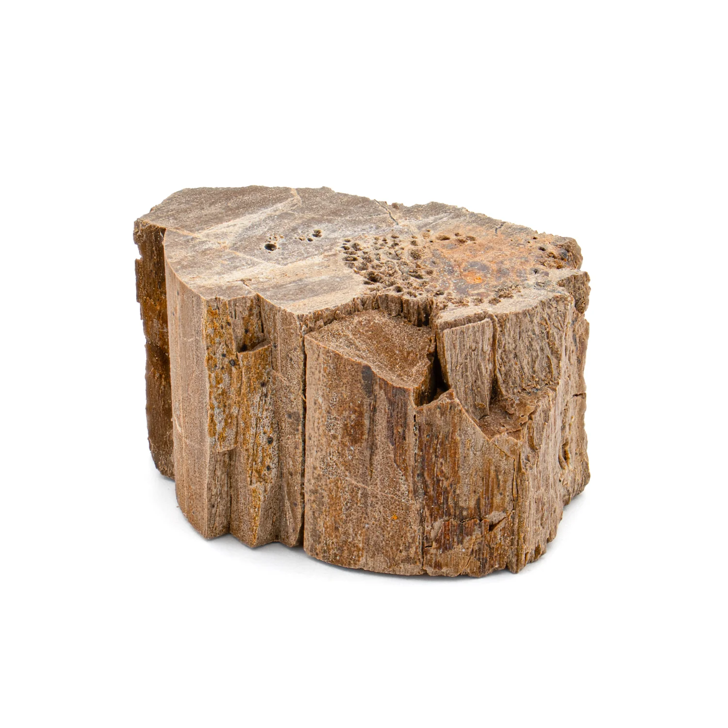 Raptor Bone - 1.125" Fossil Fragment - Image 3