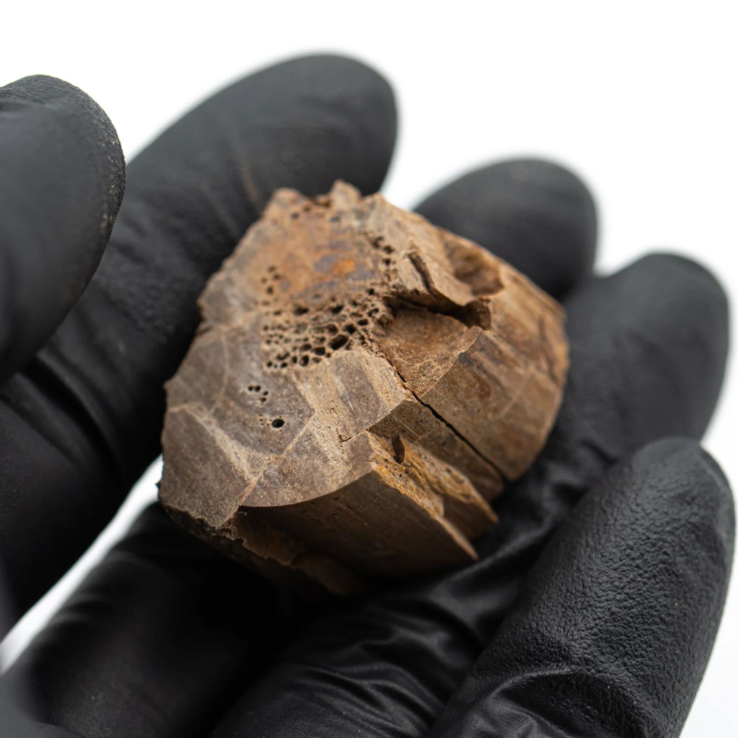 Raptor Bone - 1.125" Fossil Fragment - Image 4
