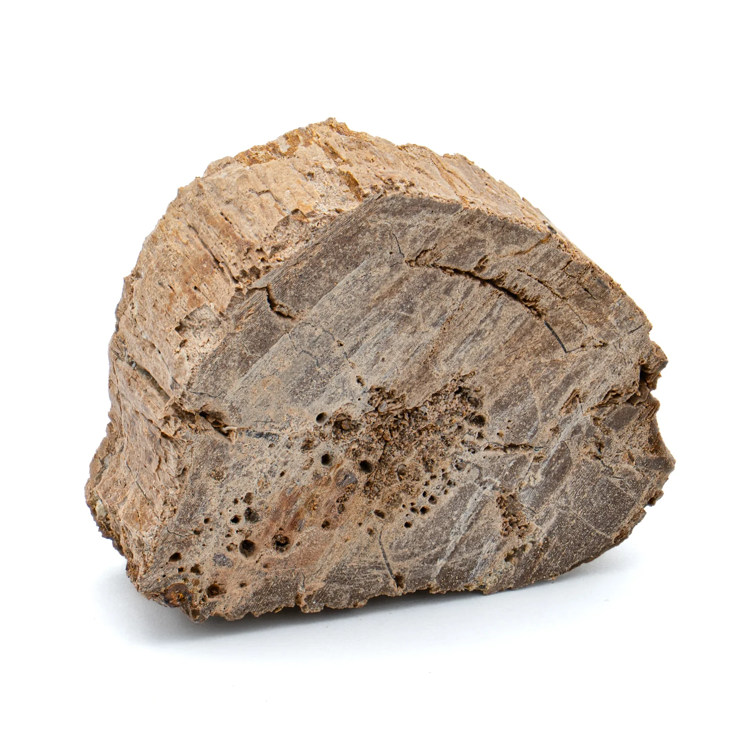 Raptor Bone - 1.260" Fossil Fragment