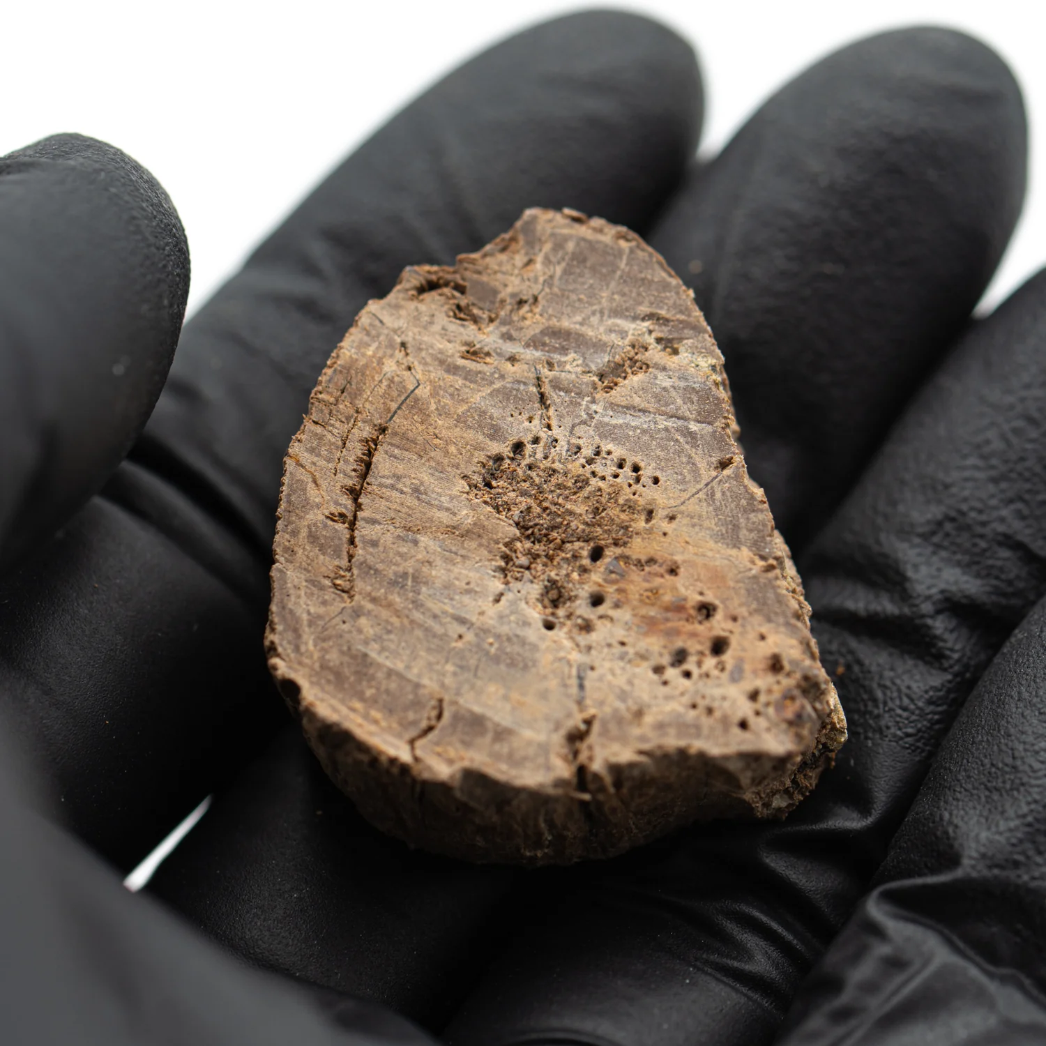 Raptor Bone - 1.260" Fossil Fragment - Image 2