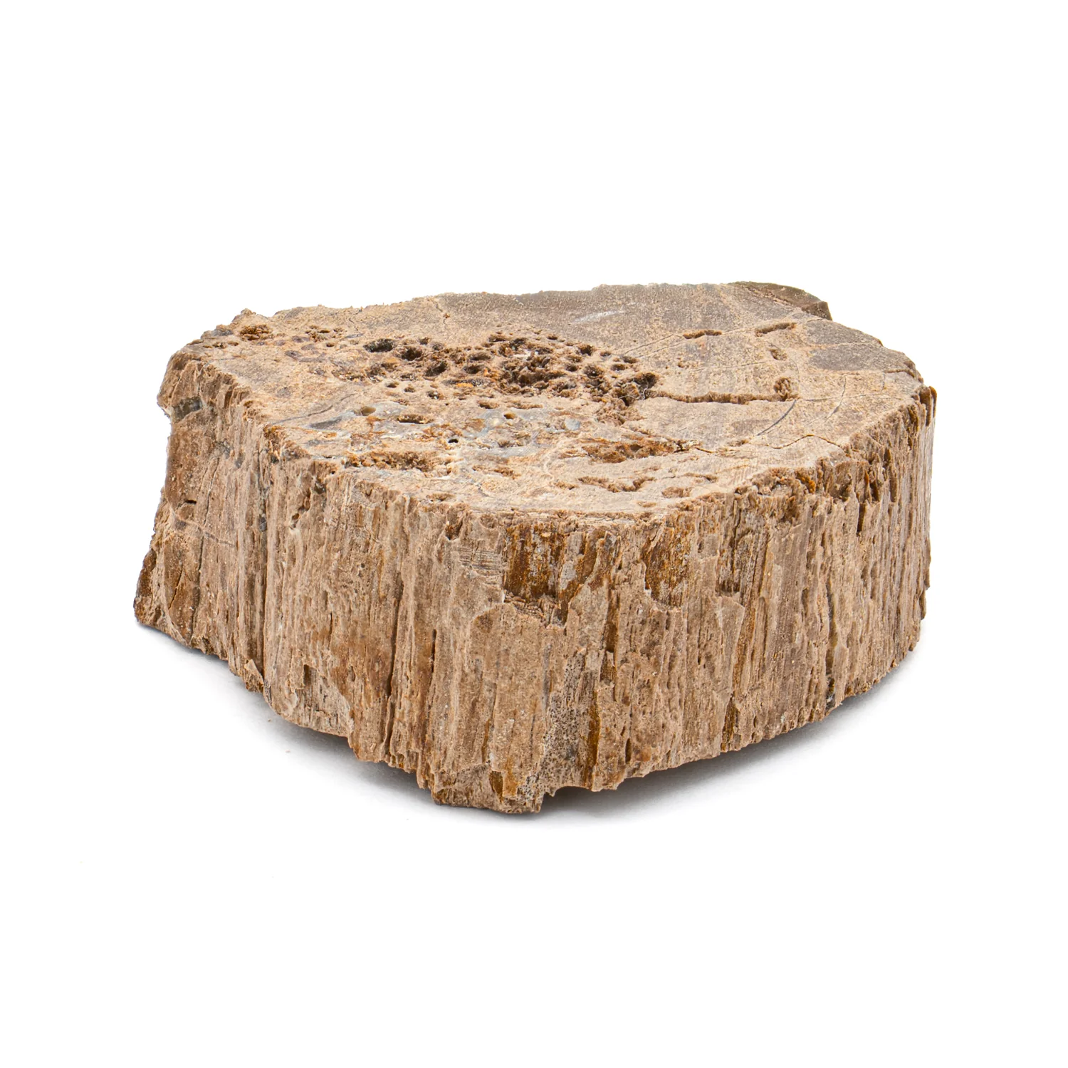 Raptor Bone - 1.260" Fossil Fragment - Image 4