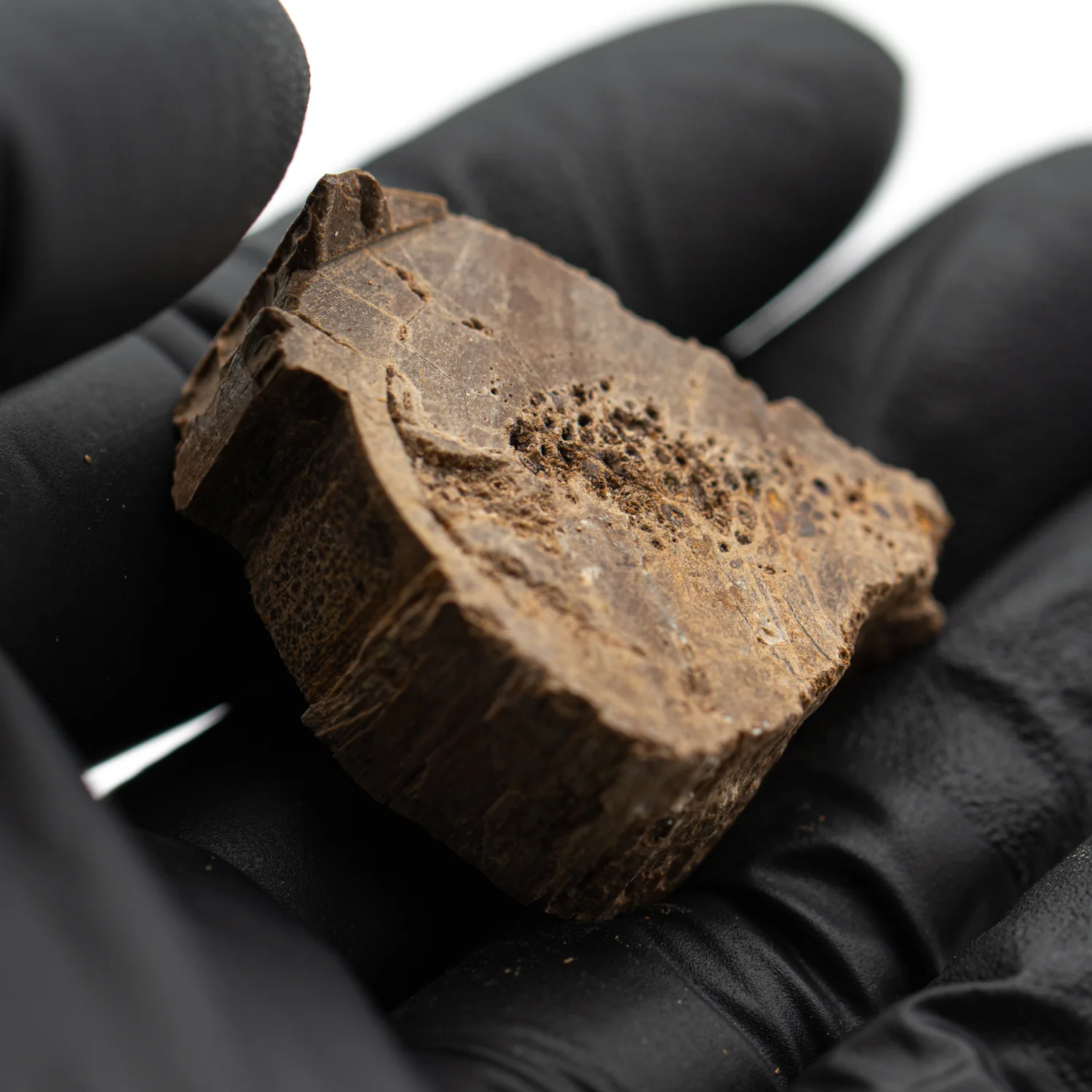 Raptor Bone - 1.341" Fossil Fragment