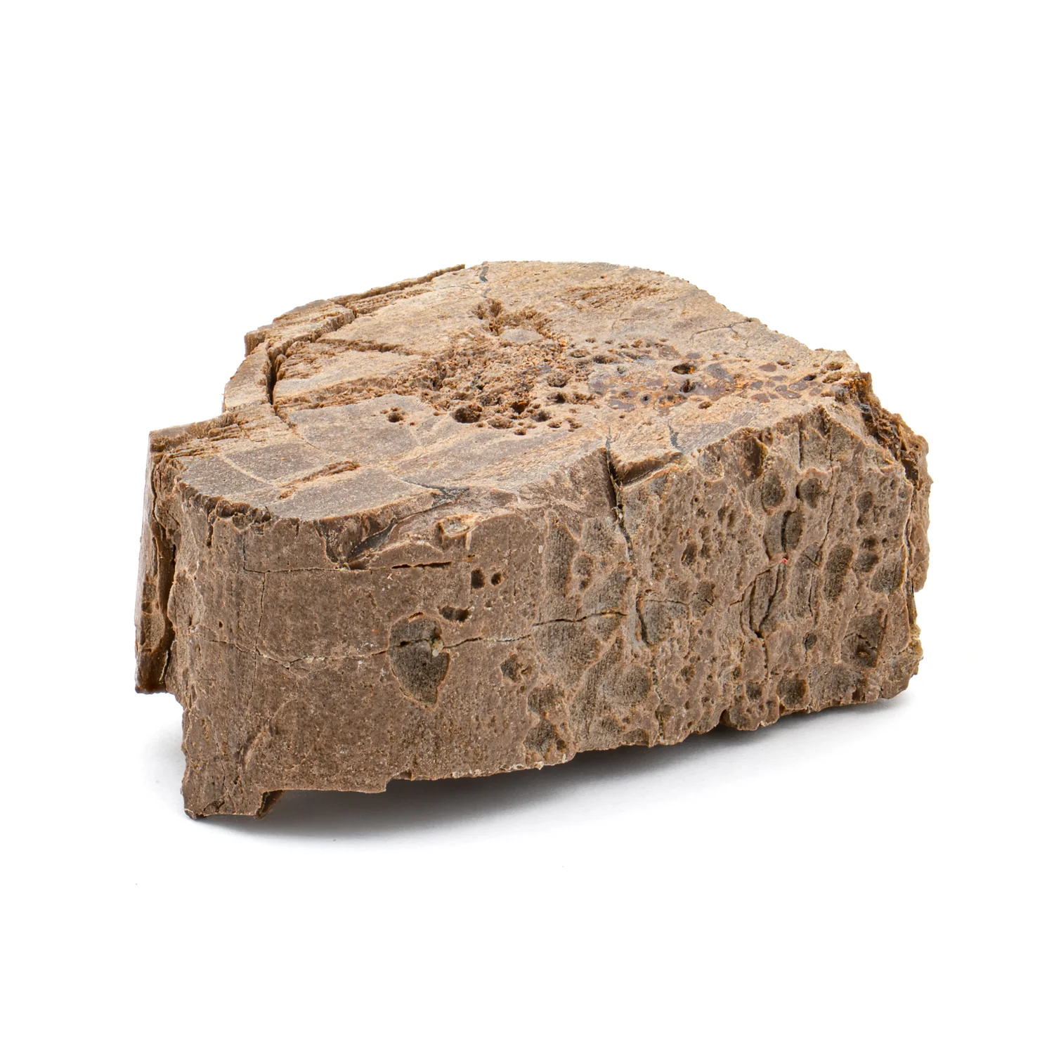 Raptor Bone - 1.341" Fossil Fragment - Image 2