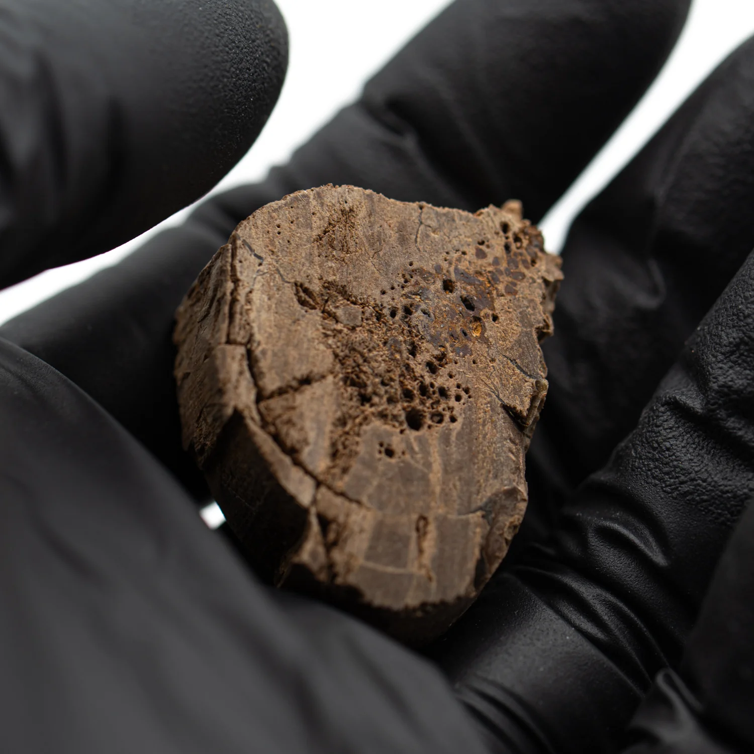 Raptor Bone - 1.341" Fossil Fragment - Image 3