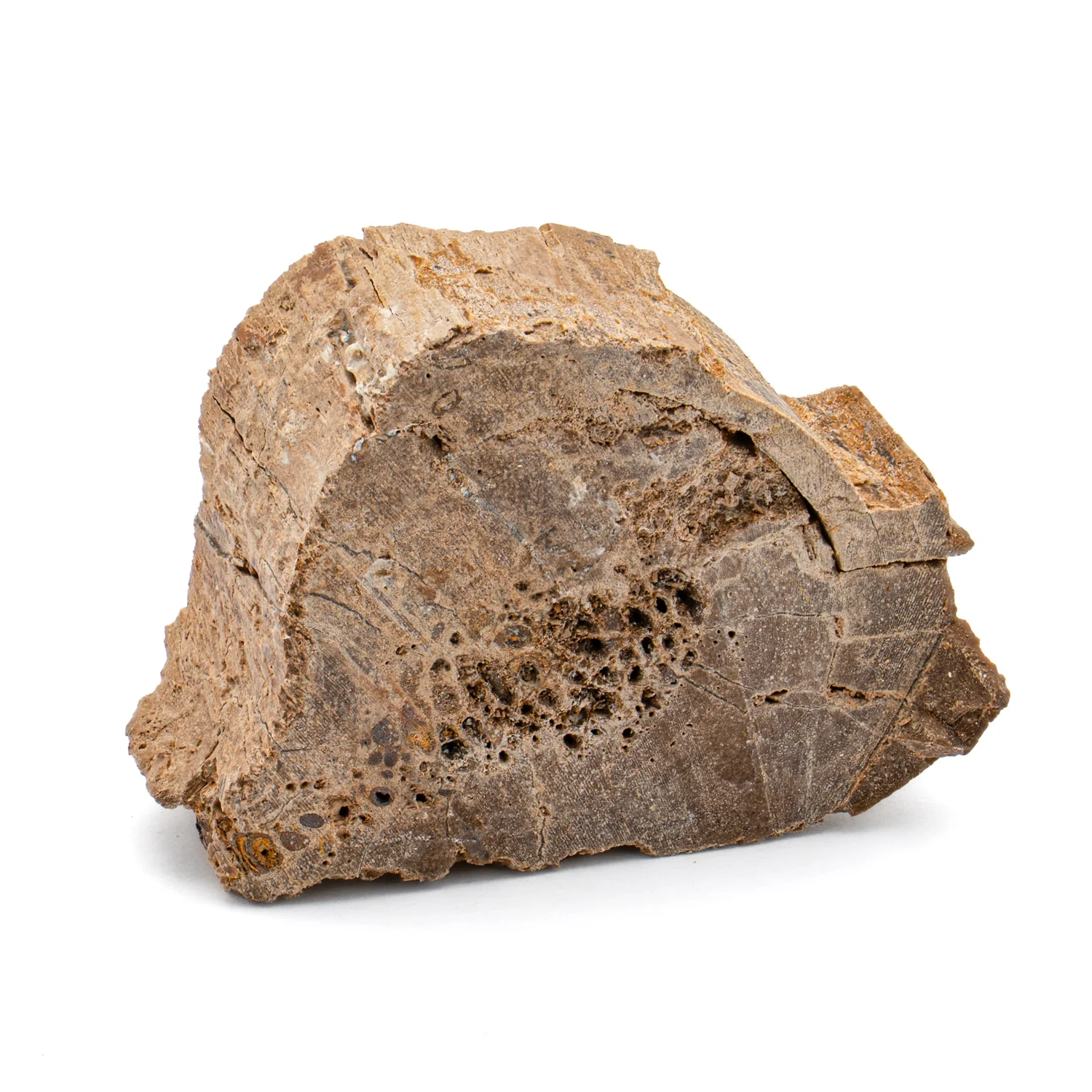 Raptor Bone - 1.341" Fossil Fragment - Image 4
