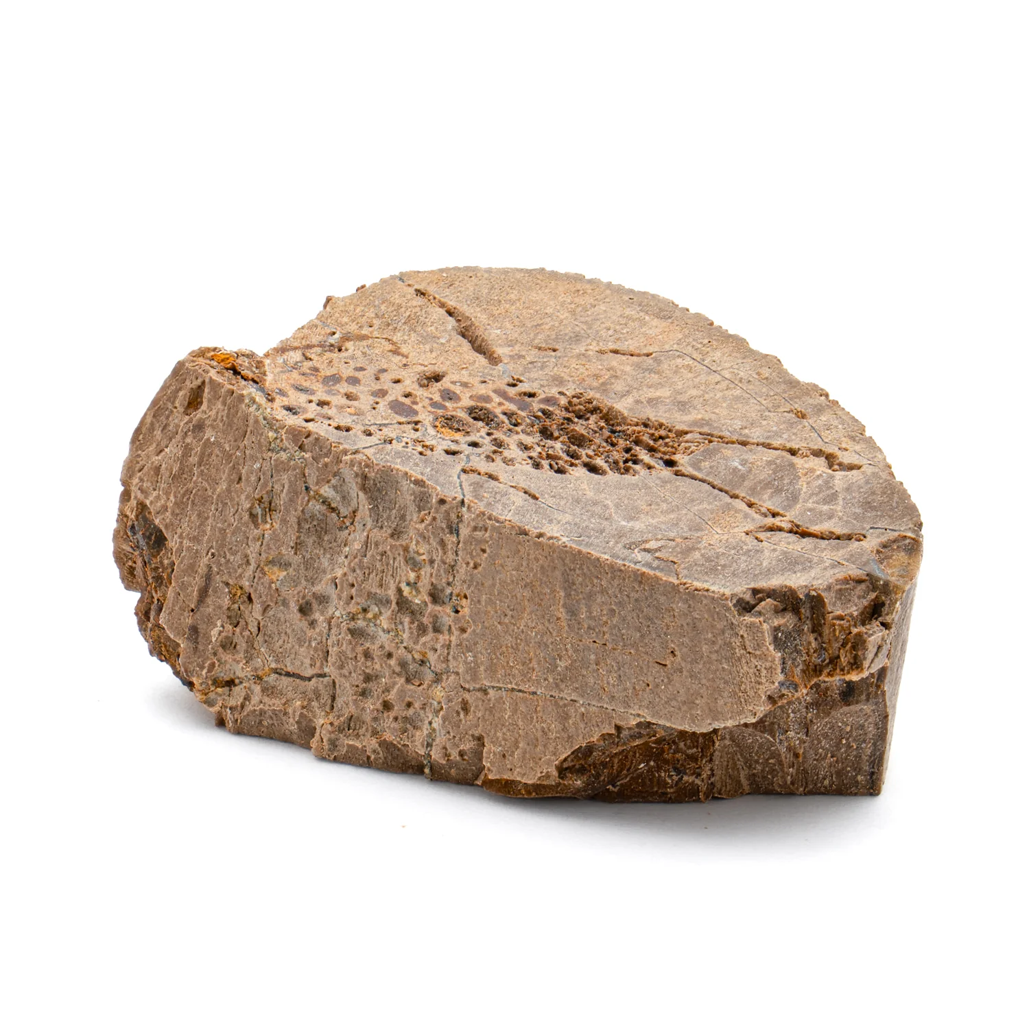 Raptor Bone - 1.354" Fossil Fragment - Image 2