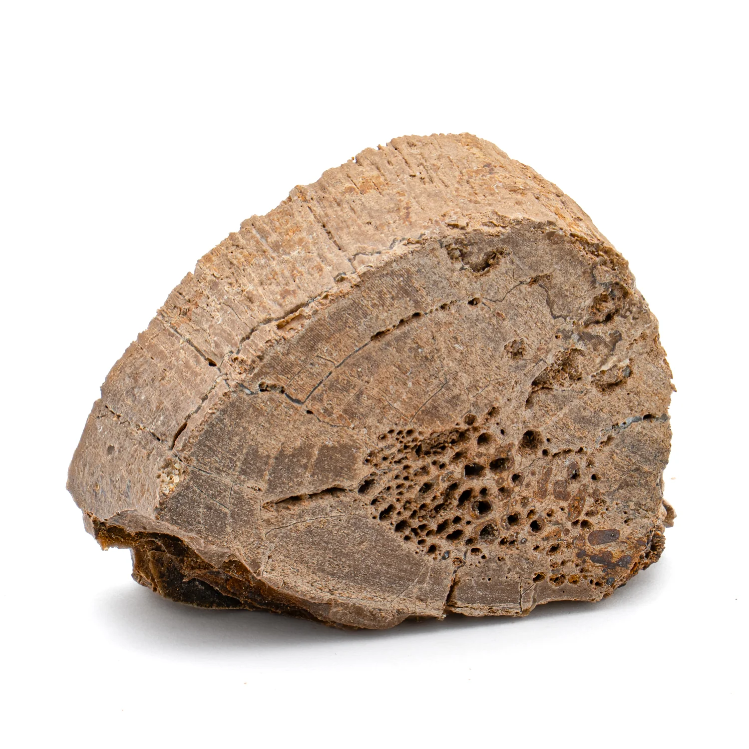 Raptor Bone - 1.354" Fossil Fragment - Image 3