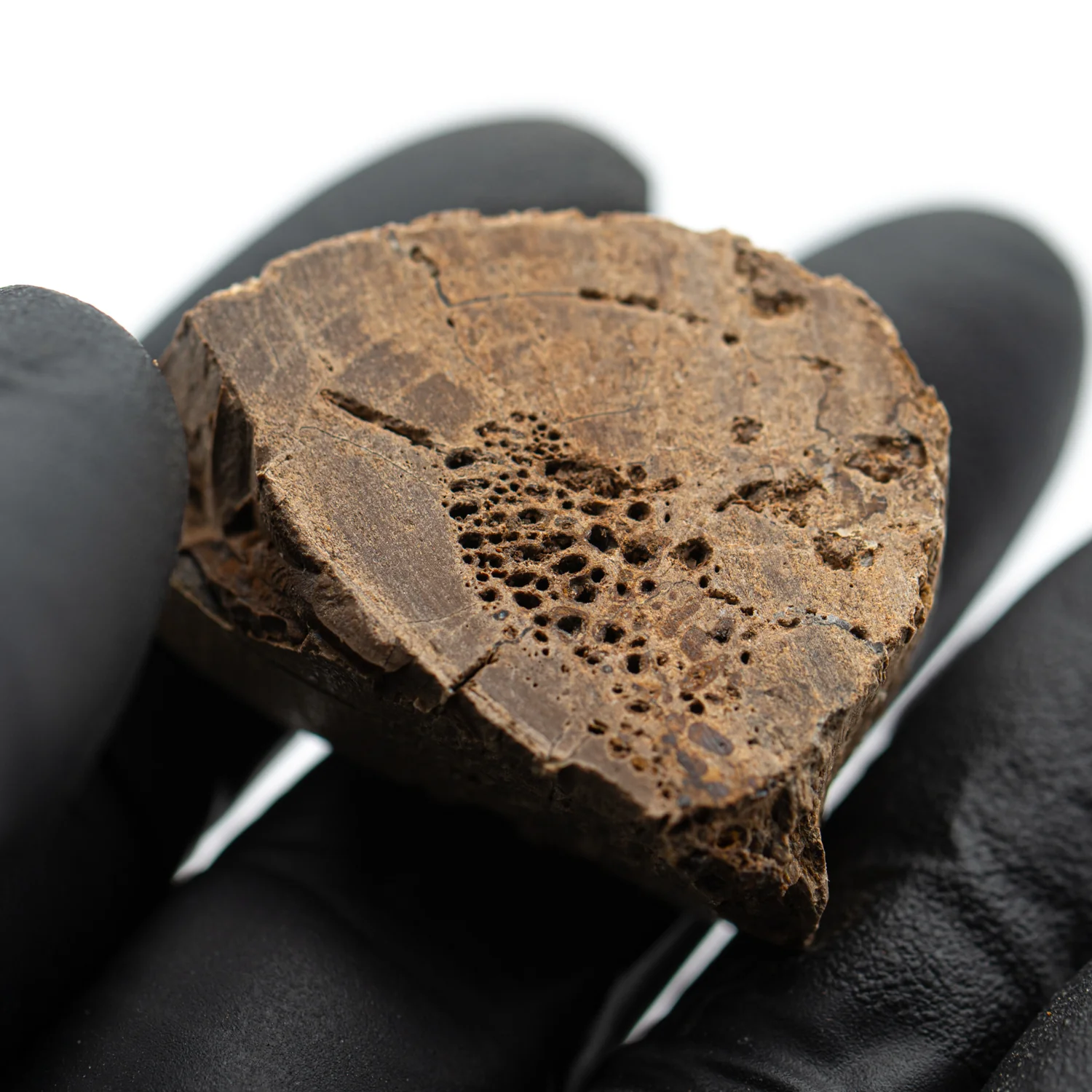 Raptor Bone - 1.354" Fossil Fragment - Image 4