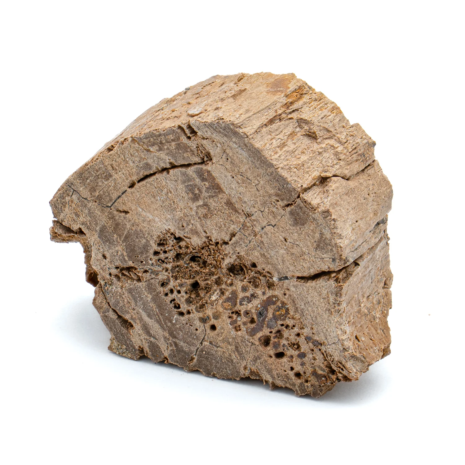 Raptor Bone - 1.394" Fossil Fragment