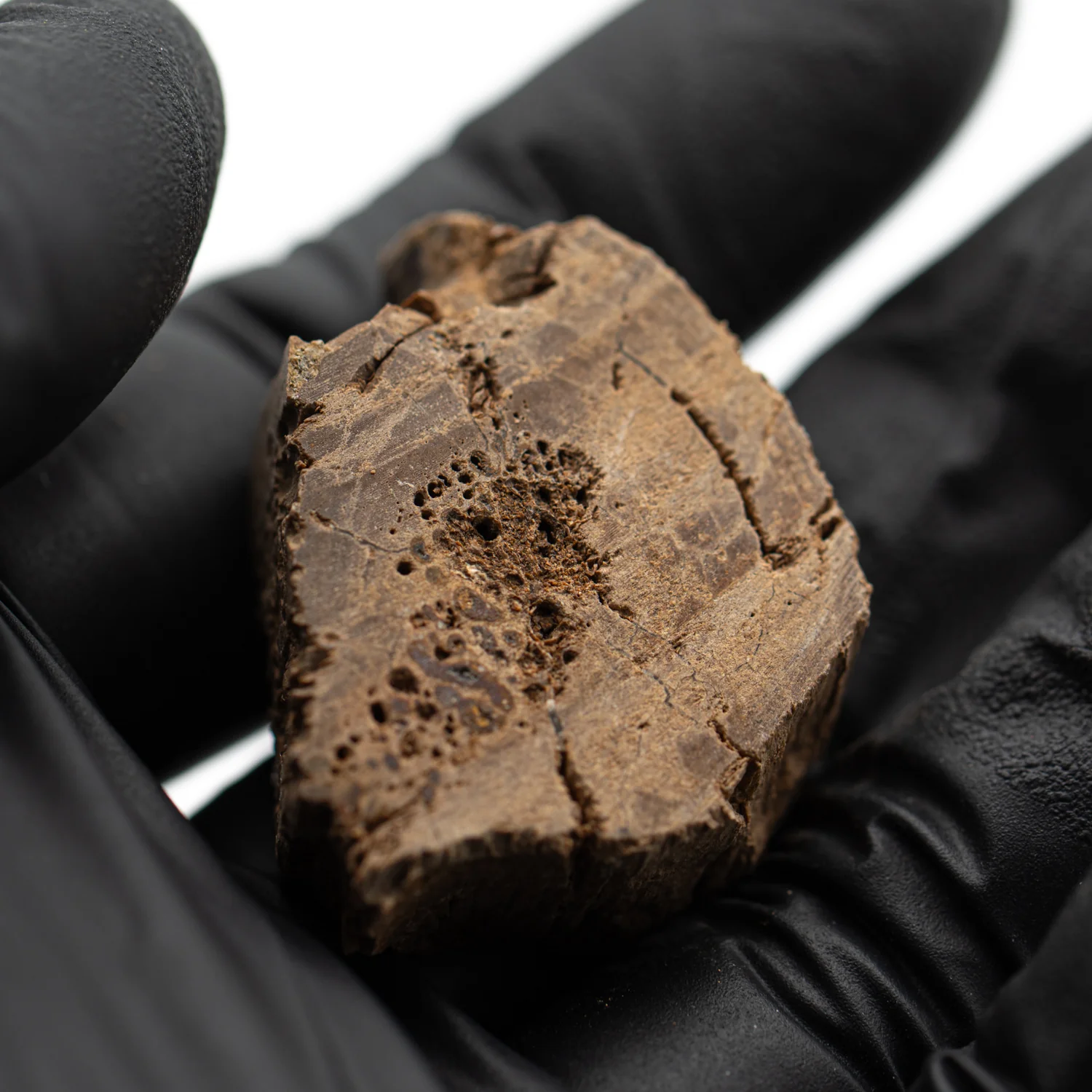 Raptor Bone - 1.394" Fossil Fragment - Image 2