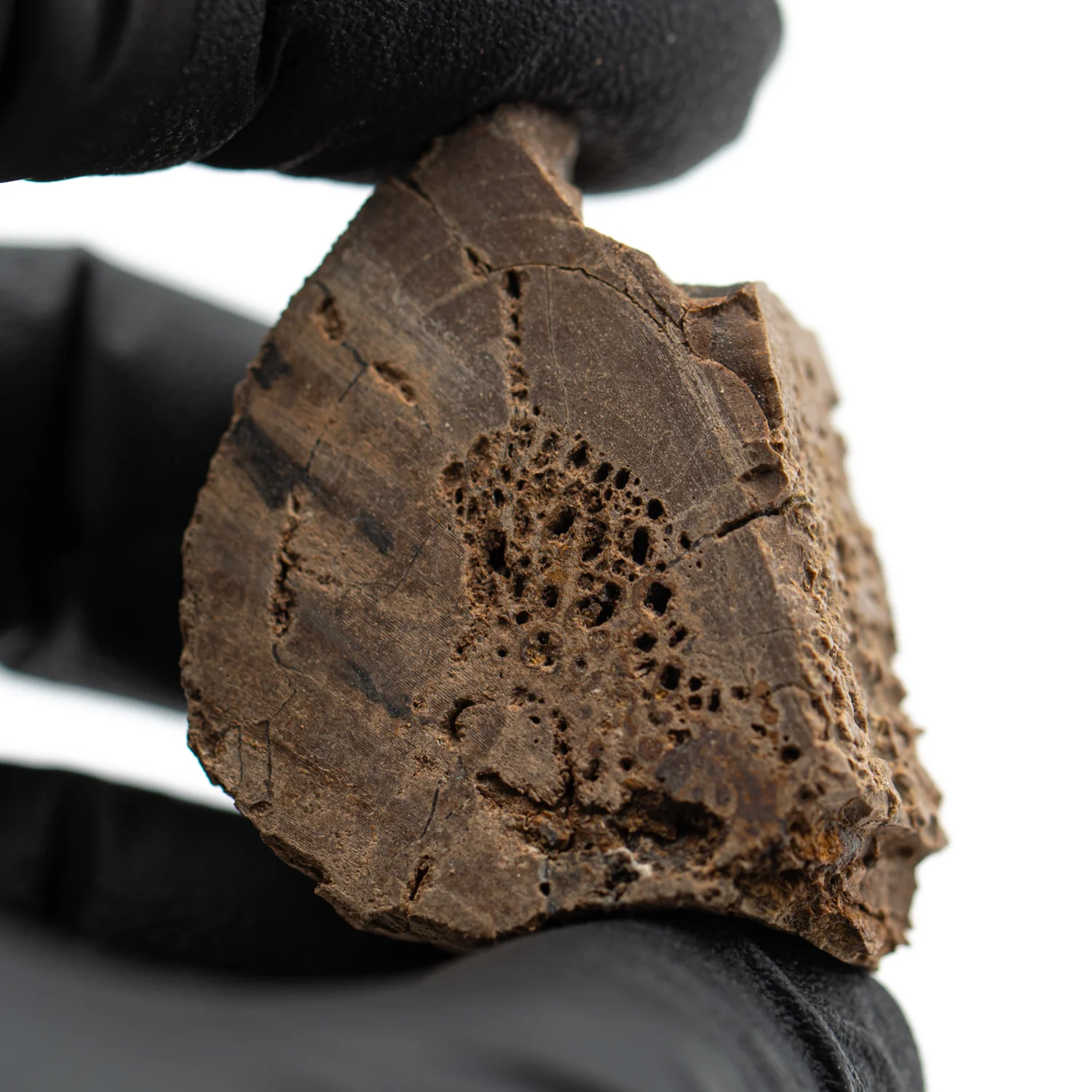 Raptor Bone - 1.394" Fossil Fragment - Image 3