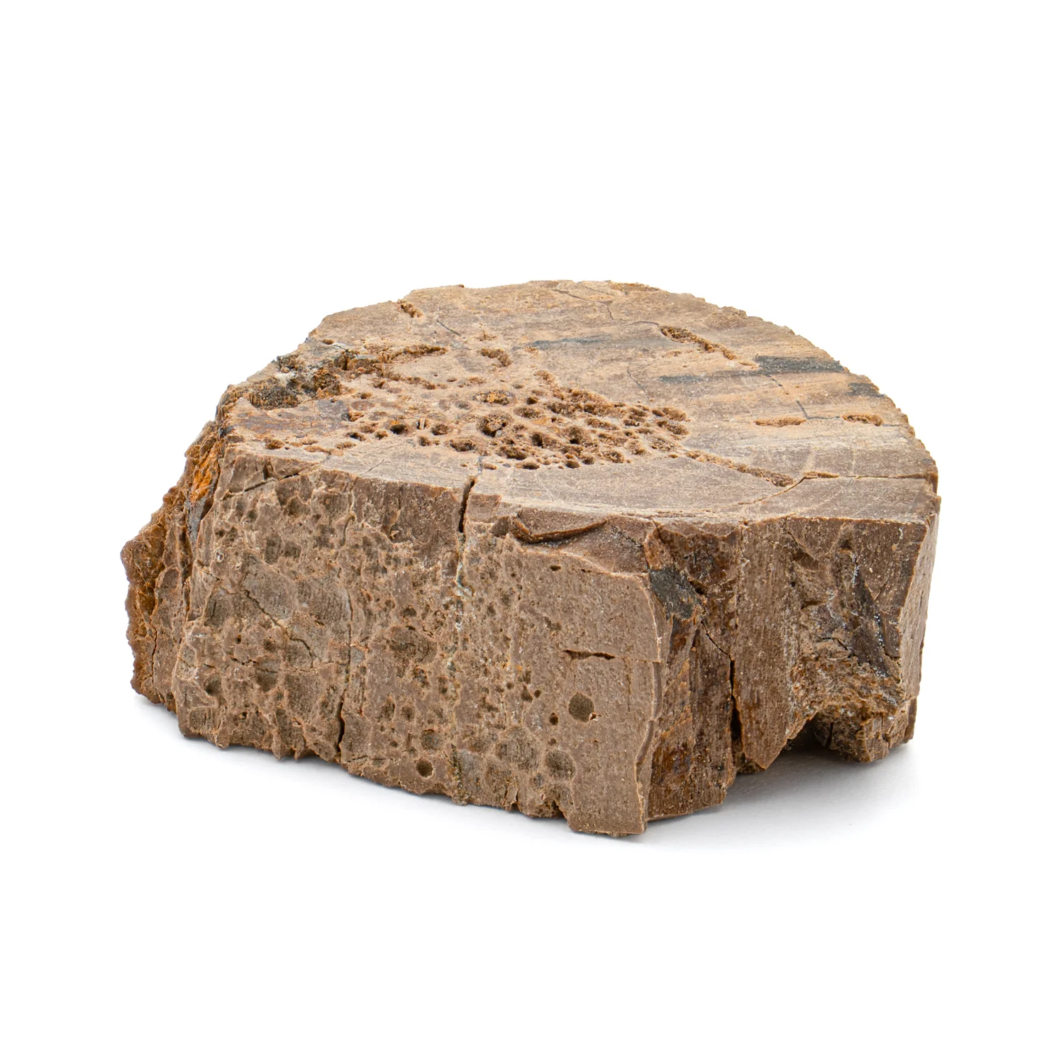 Raptor Bone - 1.394" Fossil Fragment - Image 4