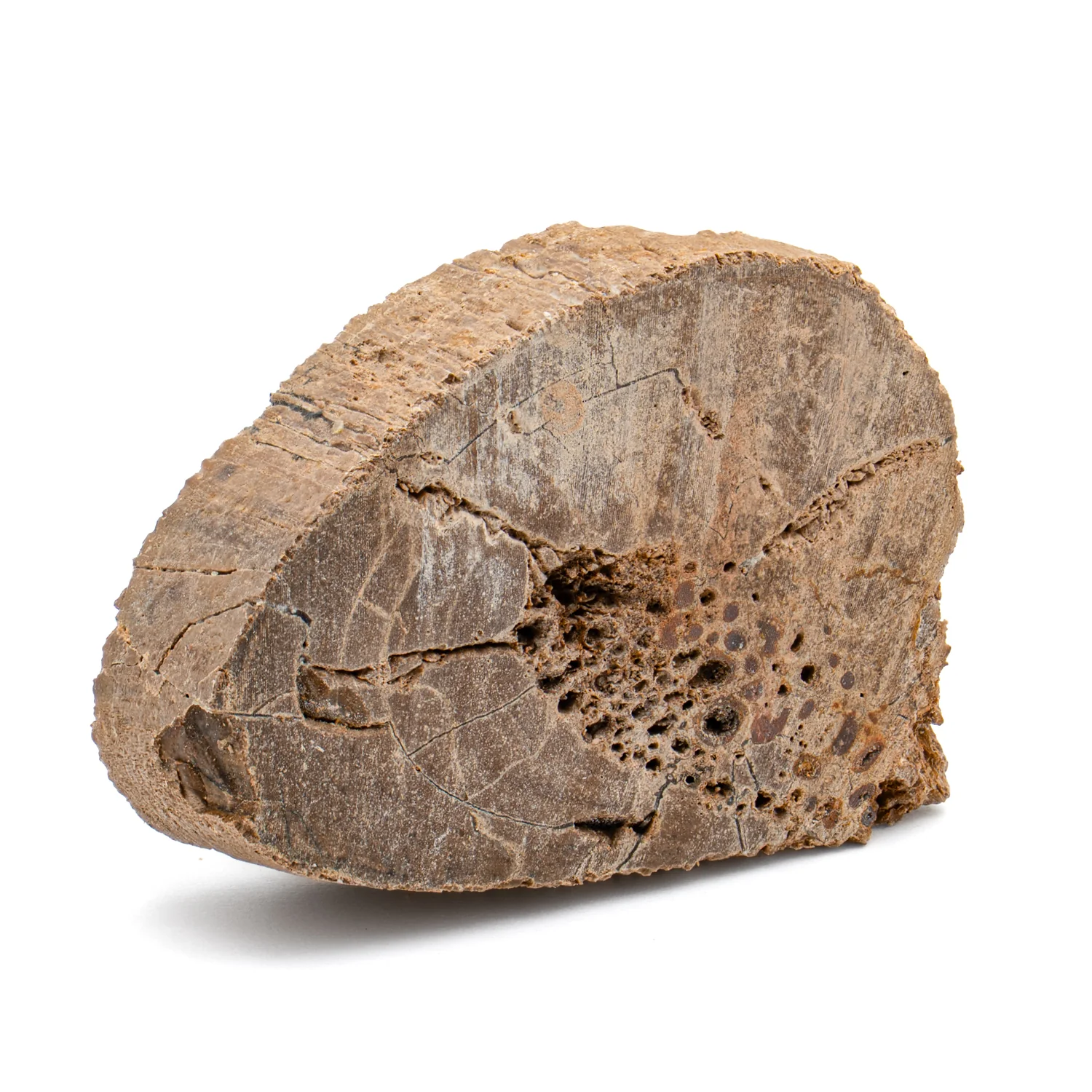 Raptor Bone - 1.418" Fossil Fragment