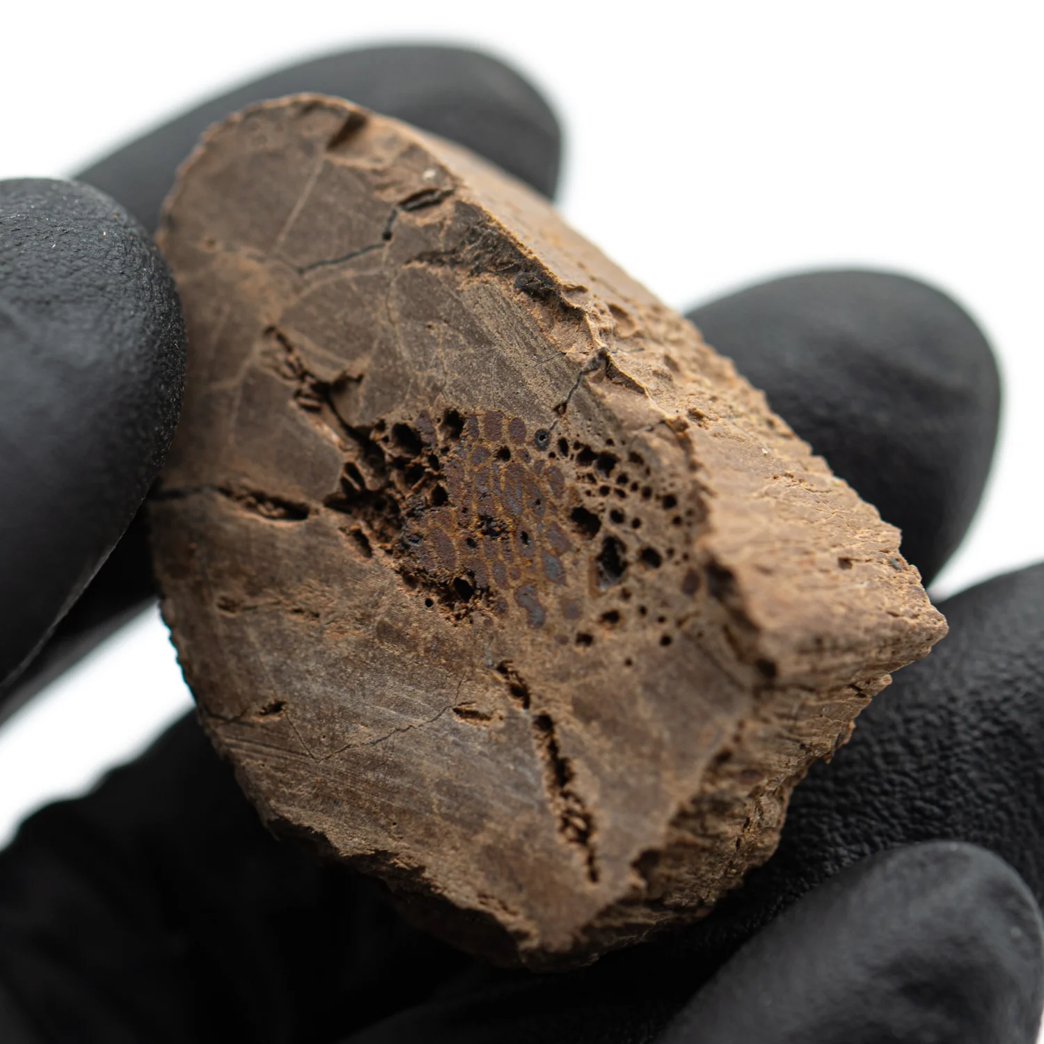 Raptor Bone - 1.418" Fossil Fragment - Image 2