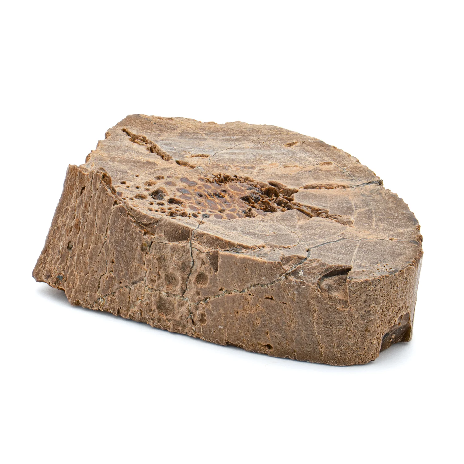 Raptor Bone - 1.418" Fossil Fragment - Image 3