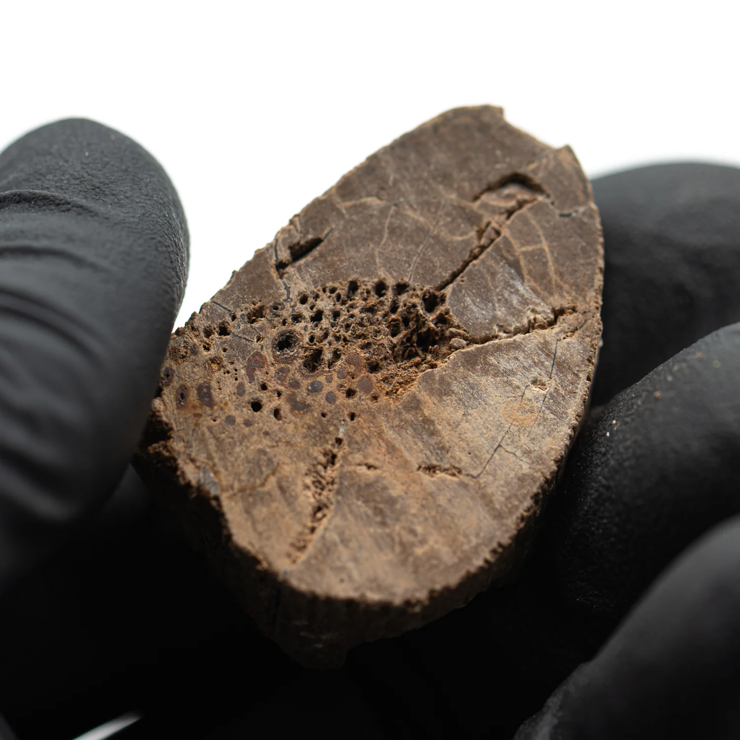 Raptor Bone - 1.418" Fossil Fragment - Image 4