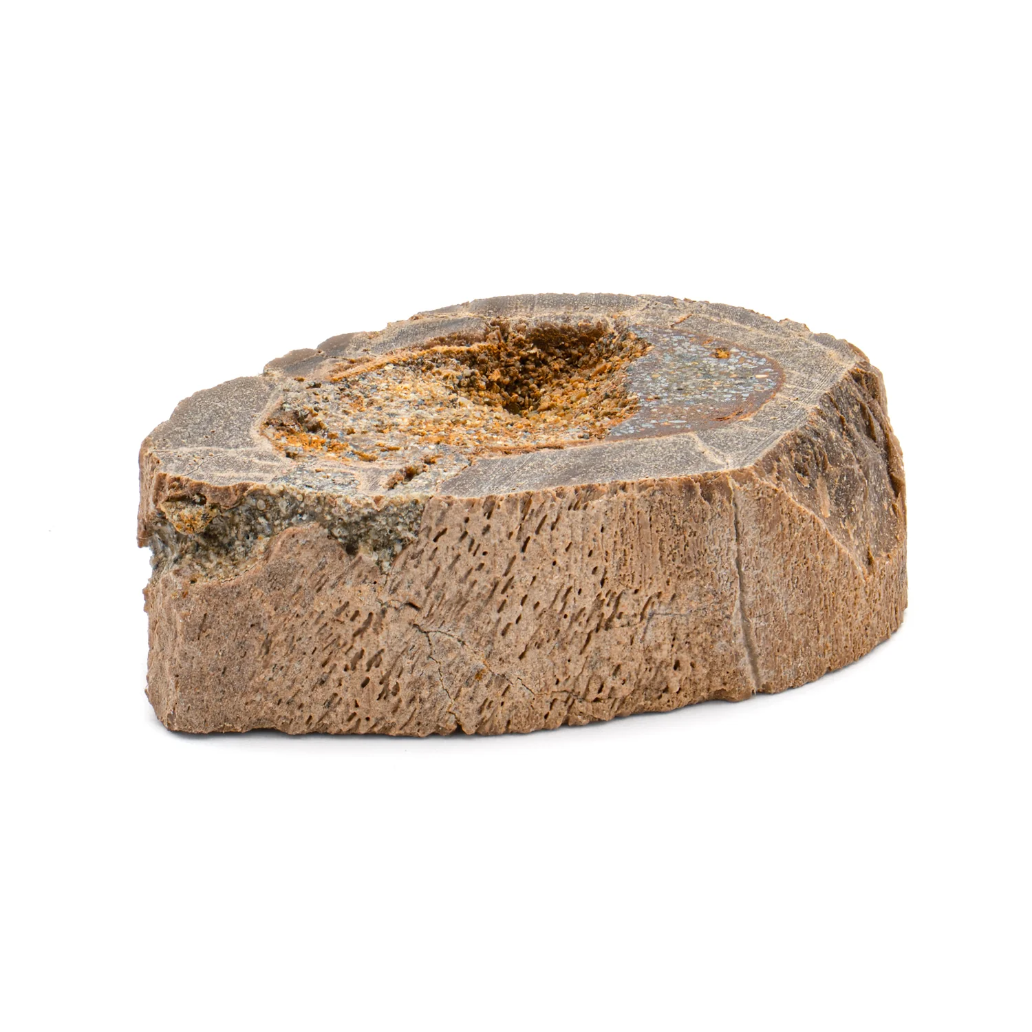 Raptor Bone - 1.429" Fossil Fragment
