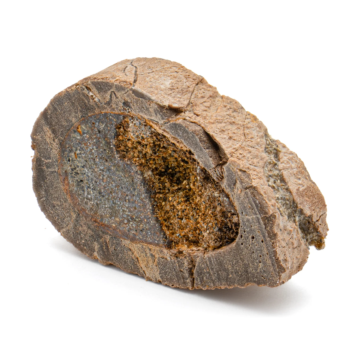 Raptor Bone - 1.429" Fossil Fragment - Image 2