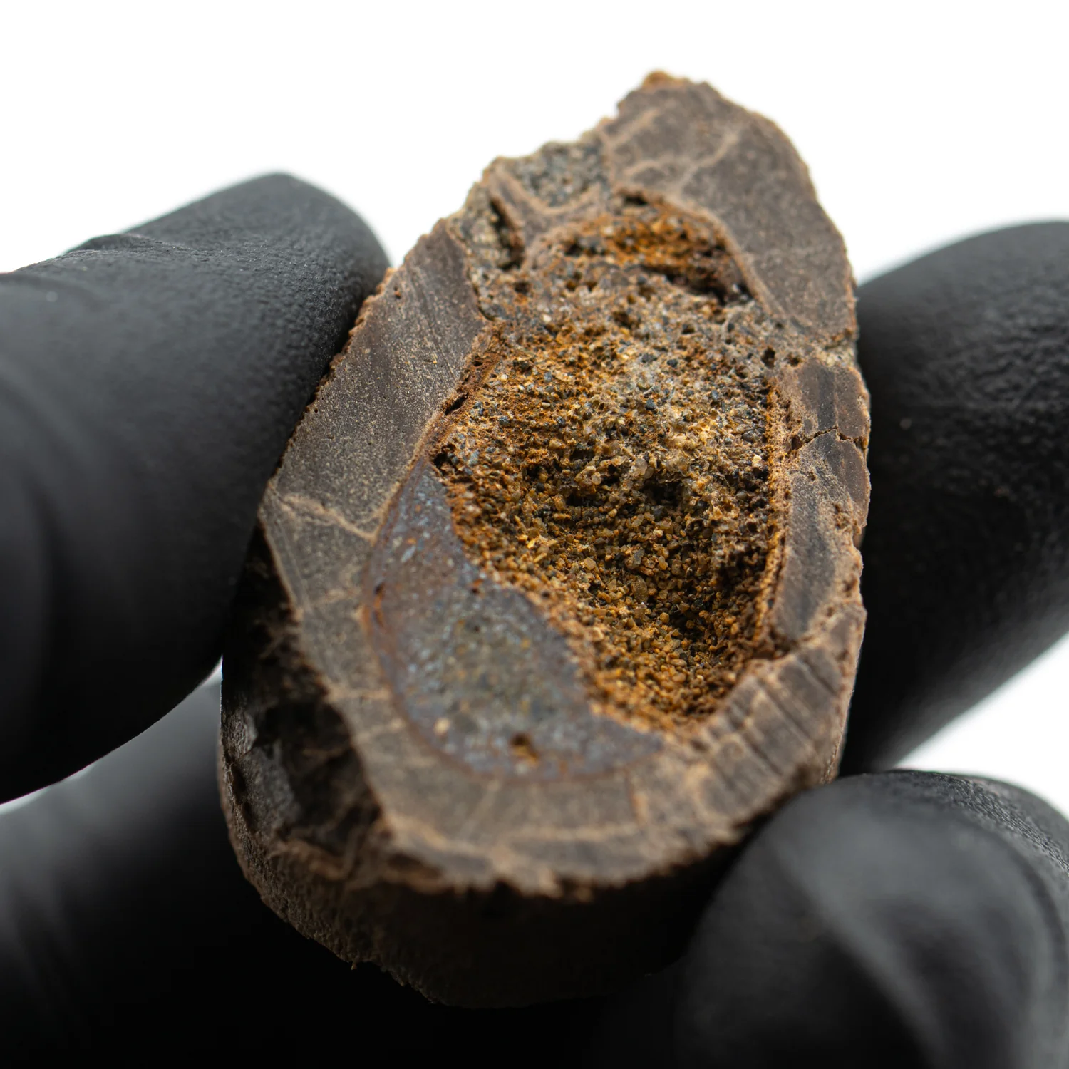 Raptor Bone - 1.429" Fossil Fragment - Image 3
