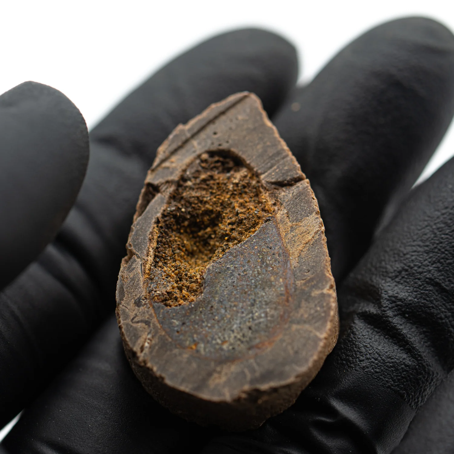 Raptor Bone - 1.429" Fossil Fragment - Image 4