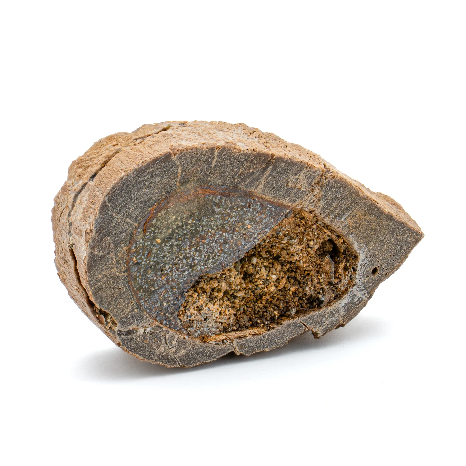 Raptor Bone - 1.492" Fossil Fragment - Image 2