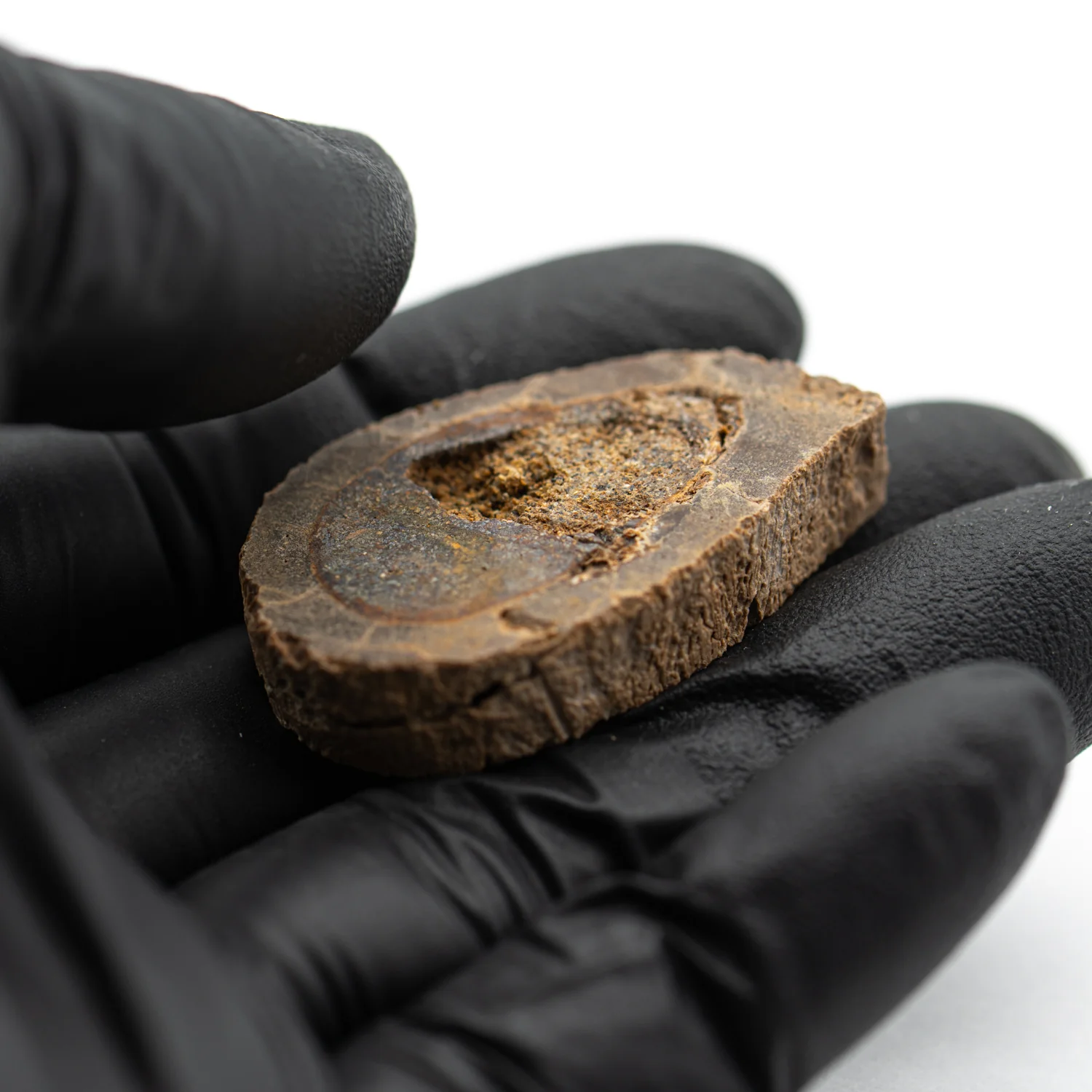 Raptor Bone - 1.492" Fossil Fragment - Image 3