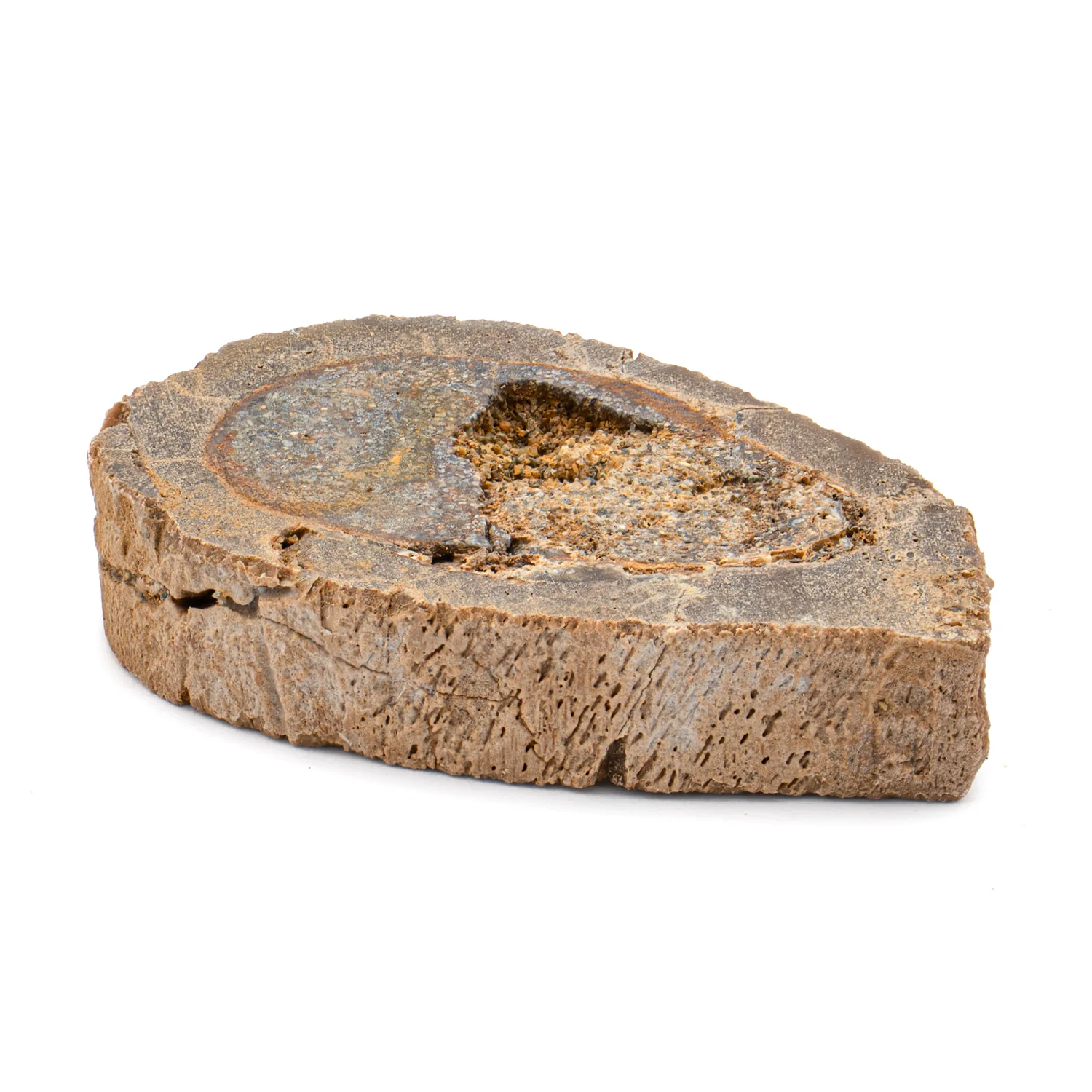 Raptor Bone - 1.492" Fossil Fragment - Image 4