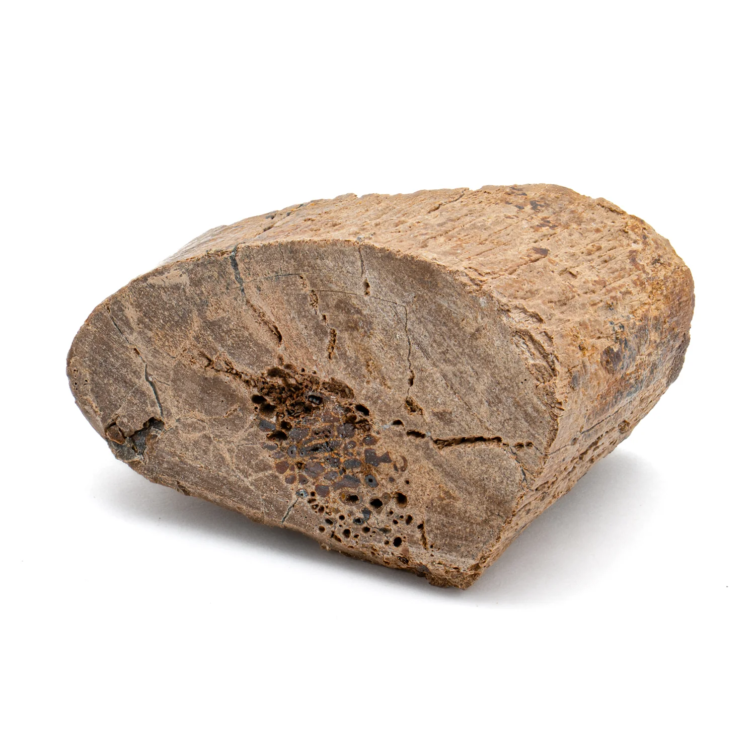 Raptor Bone - 1.504" Fossil Fragment