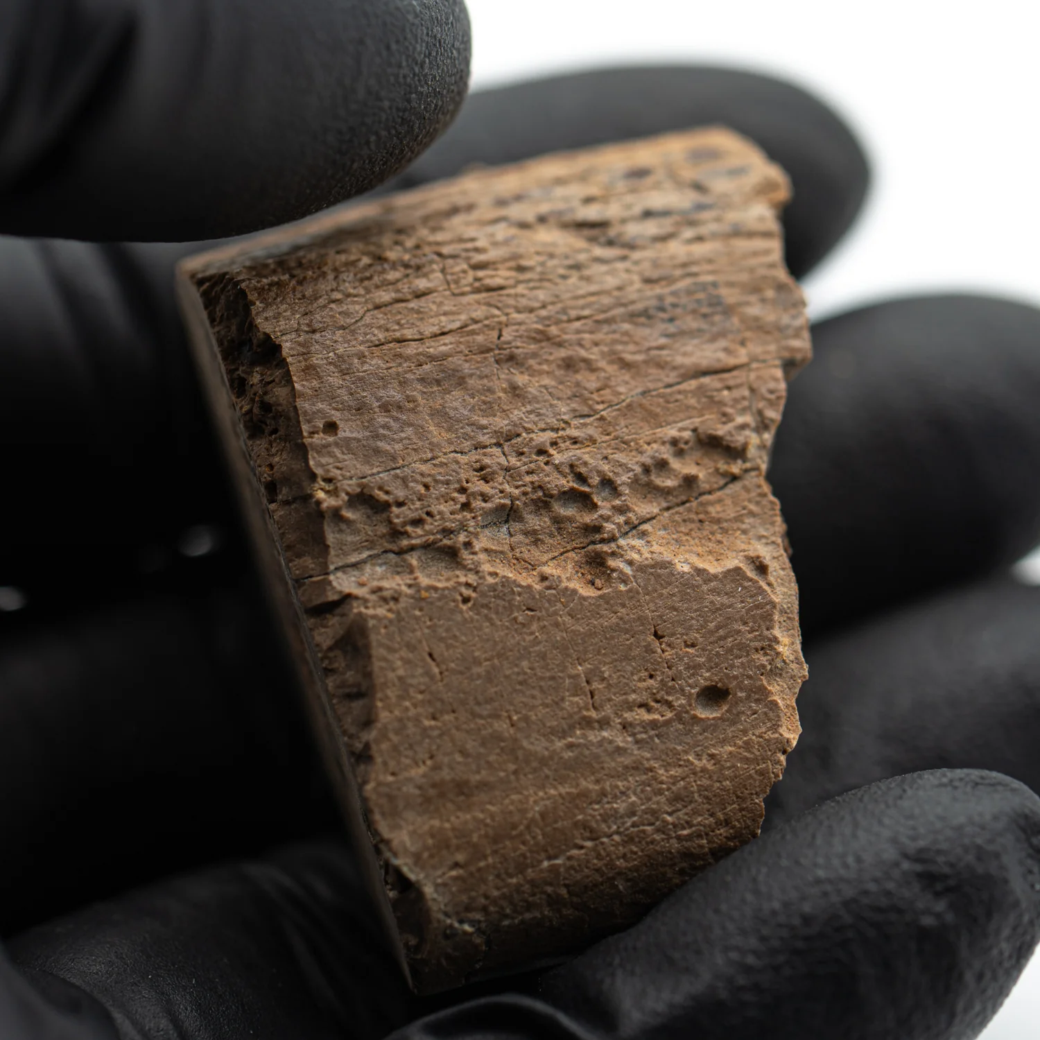 Raptor Bone - 1.504" Fossil Fragment - Image 2