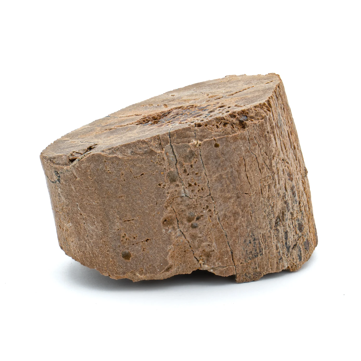 Raptor Bone - 1.504" Fossil Fragment - Image 3