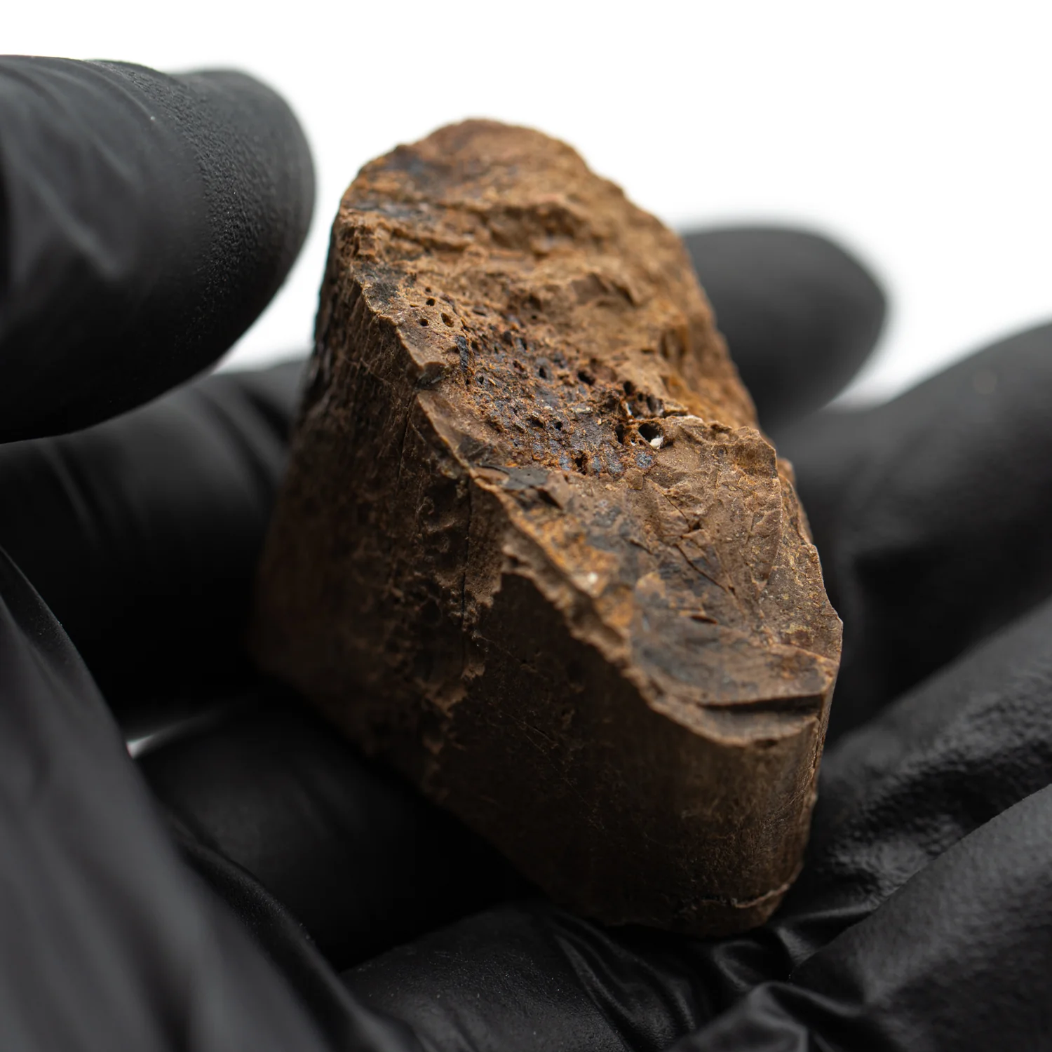 Raptor Bone - 1.504" Fossil Fragment - Image 4